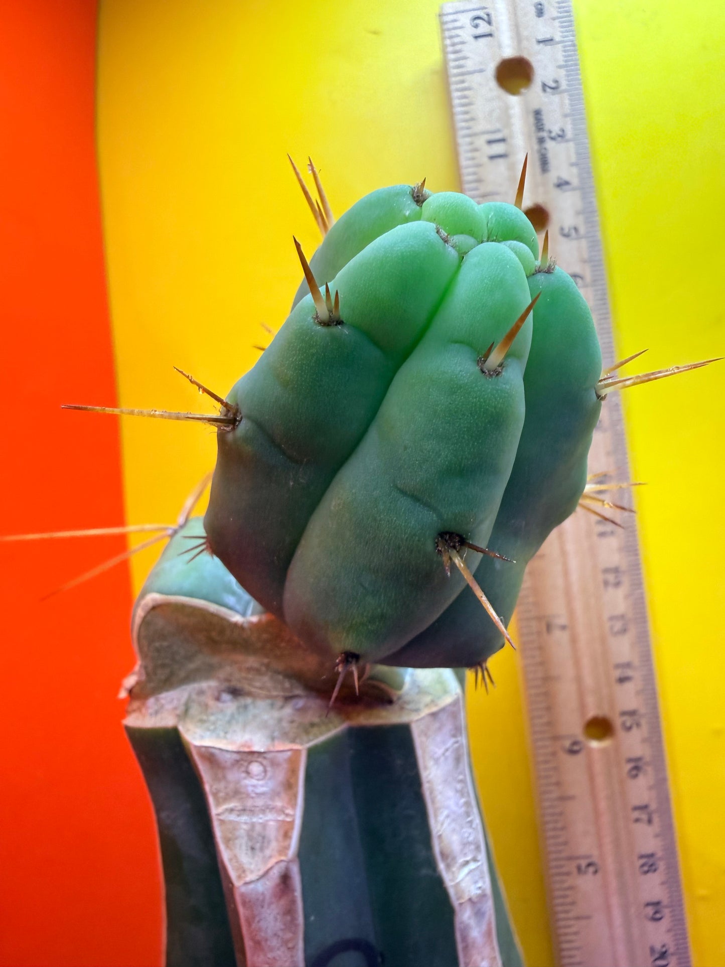 Cactus Kate Bridgesii Graft