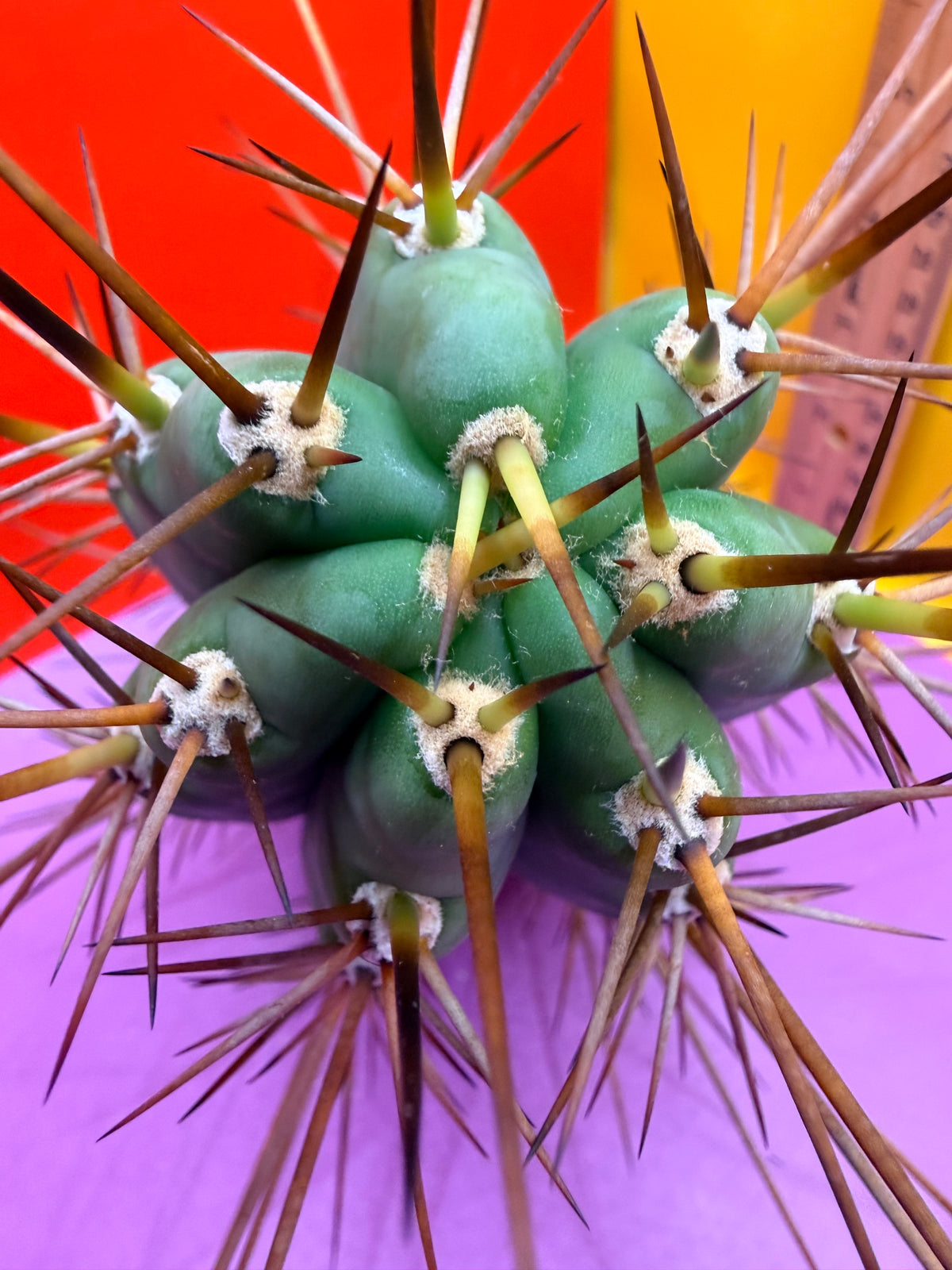 San Pedro Cactus  NOID