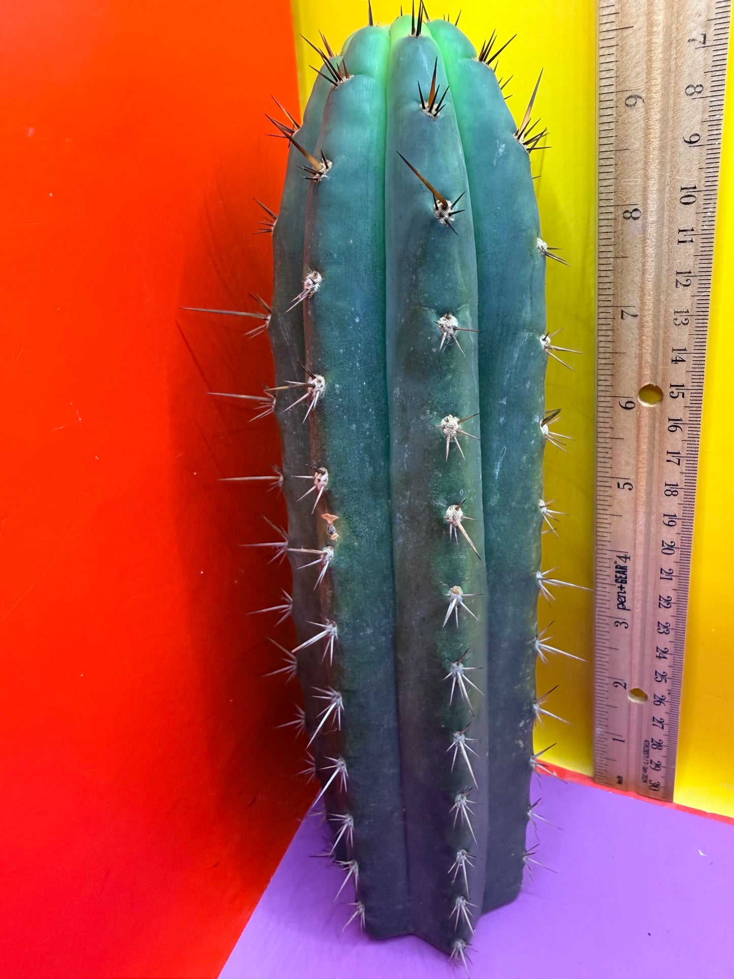 “RC’s T.P. 🧻”  trichocereus peruvianus !!