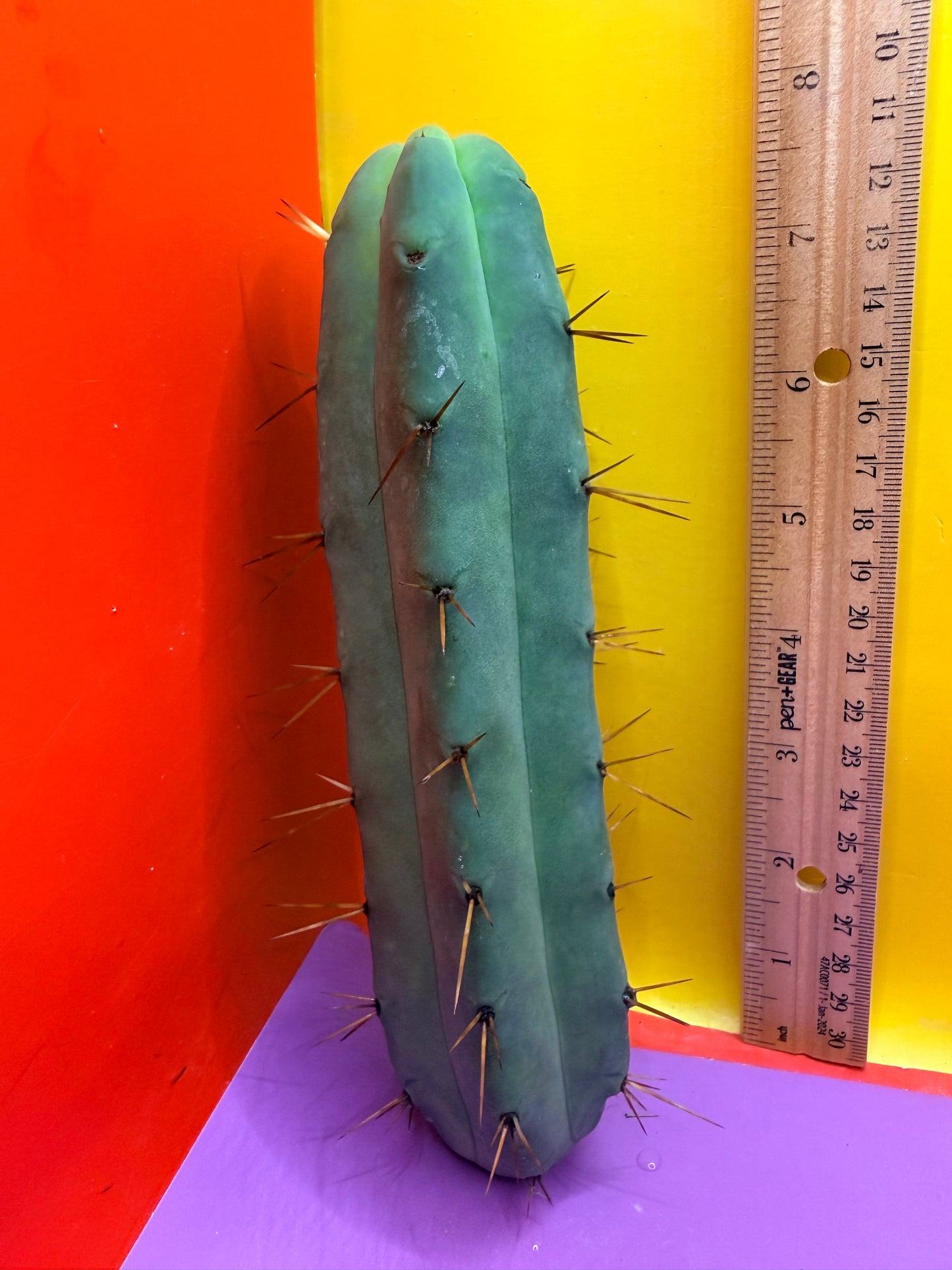 Jiimz Twin Spine !