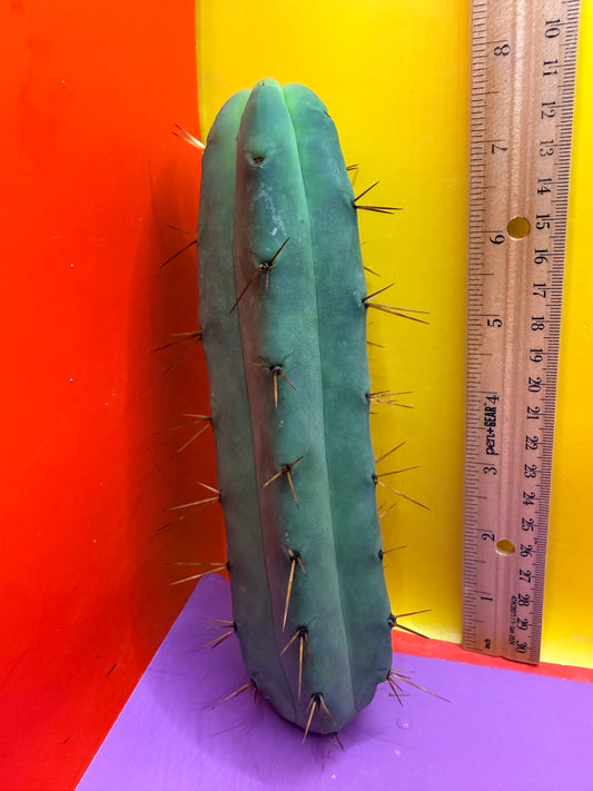 Jiimz Twin Spine !