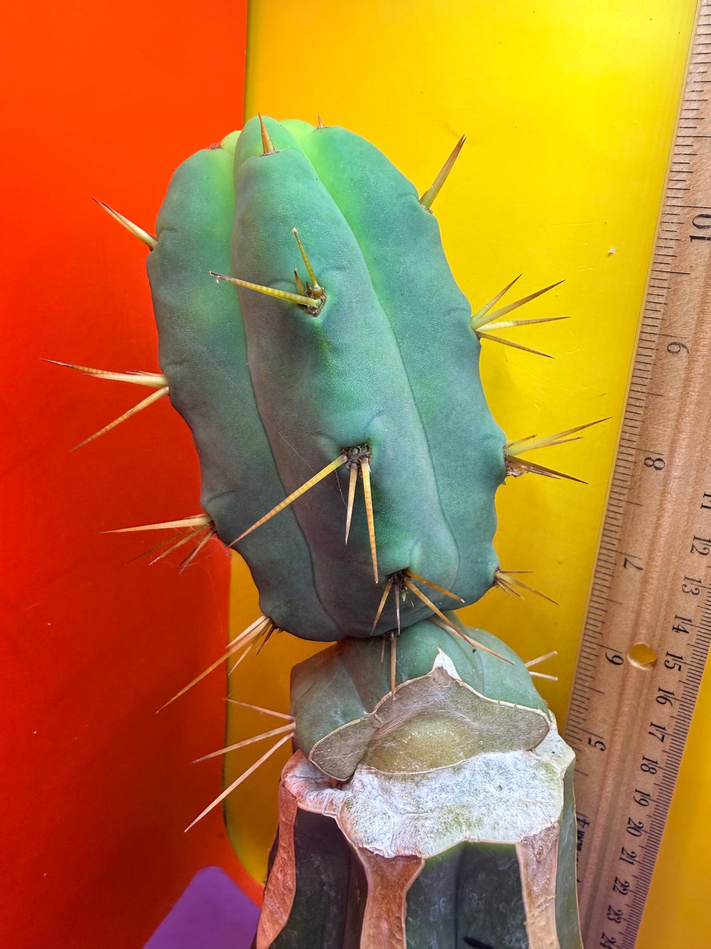 “Jimzz twin spines” grafted cactus