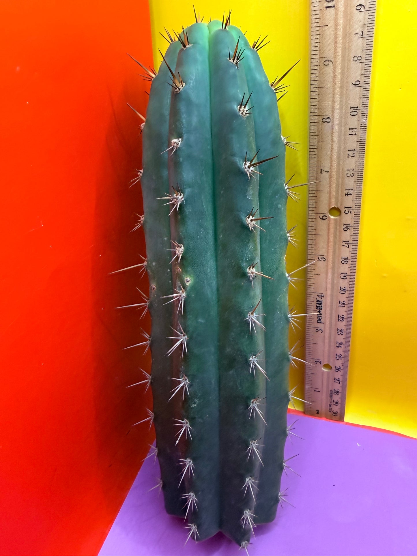 “RC’s T.P. 🧻”  trichocereus peruvianus !!