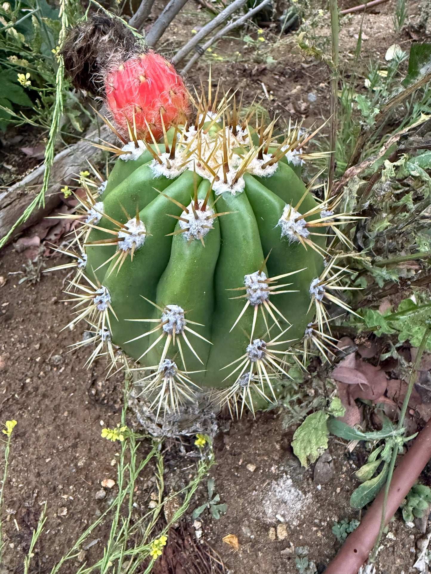 Cahuilla x Candacans Seeds