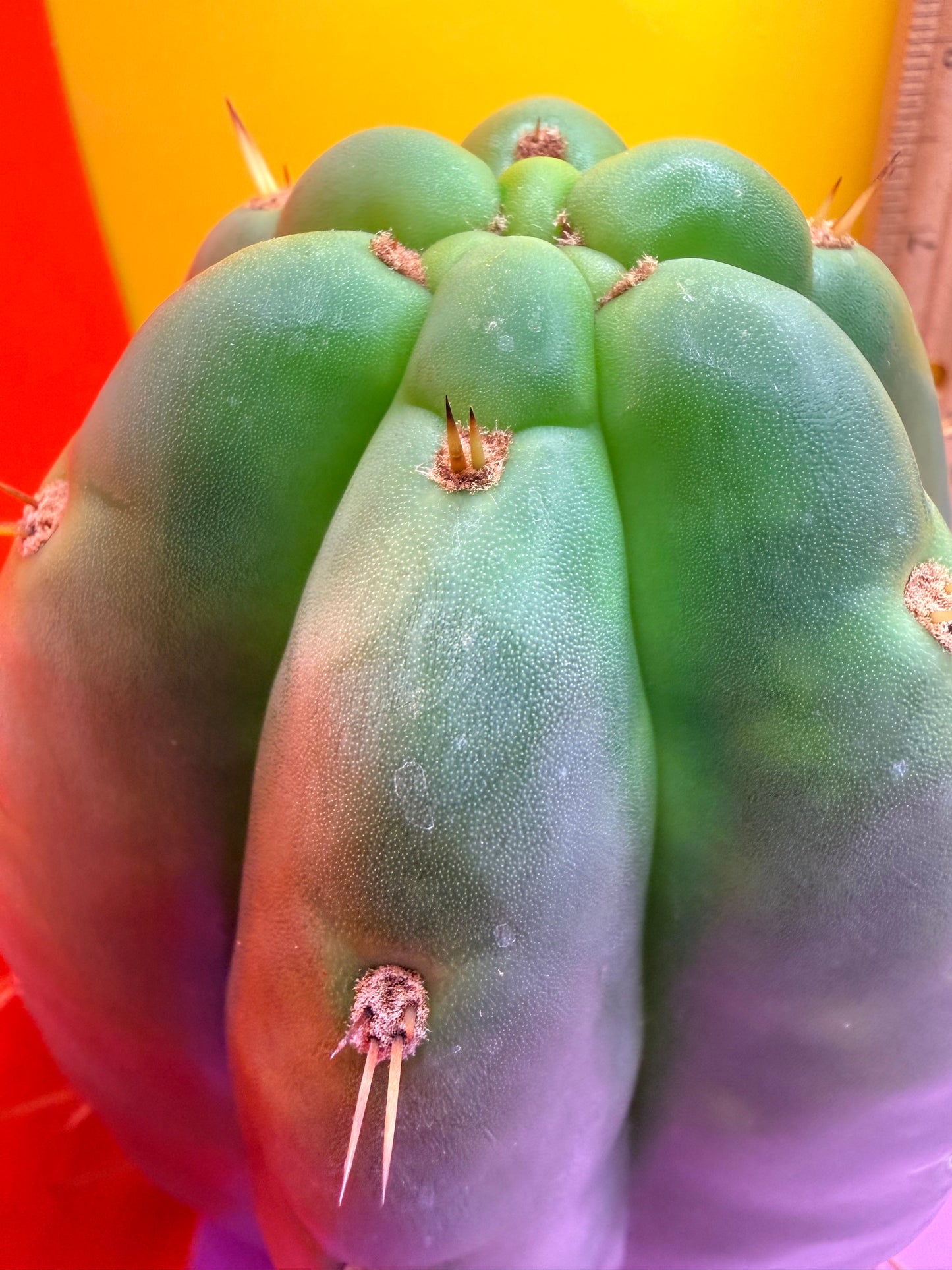 Fat huanucoensis “DON HUAN” over 4” thic !!!