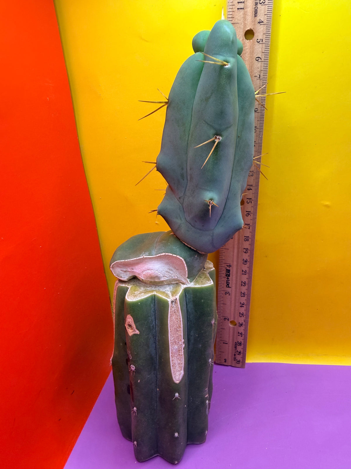 WALTS DRAGON ! 🐉 grafted cactus