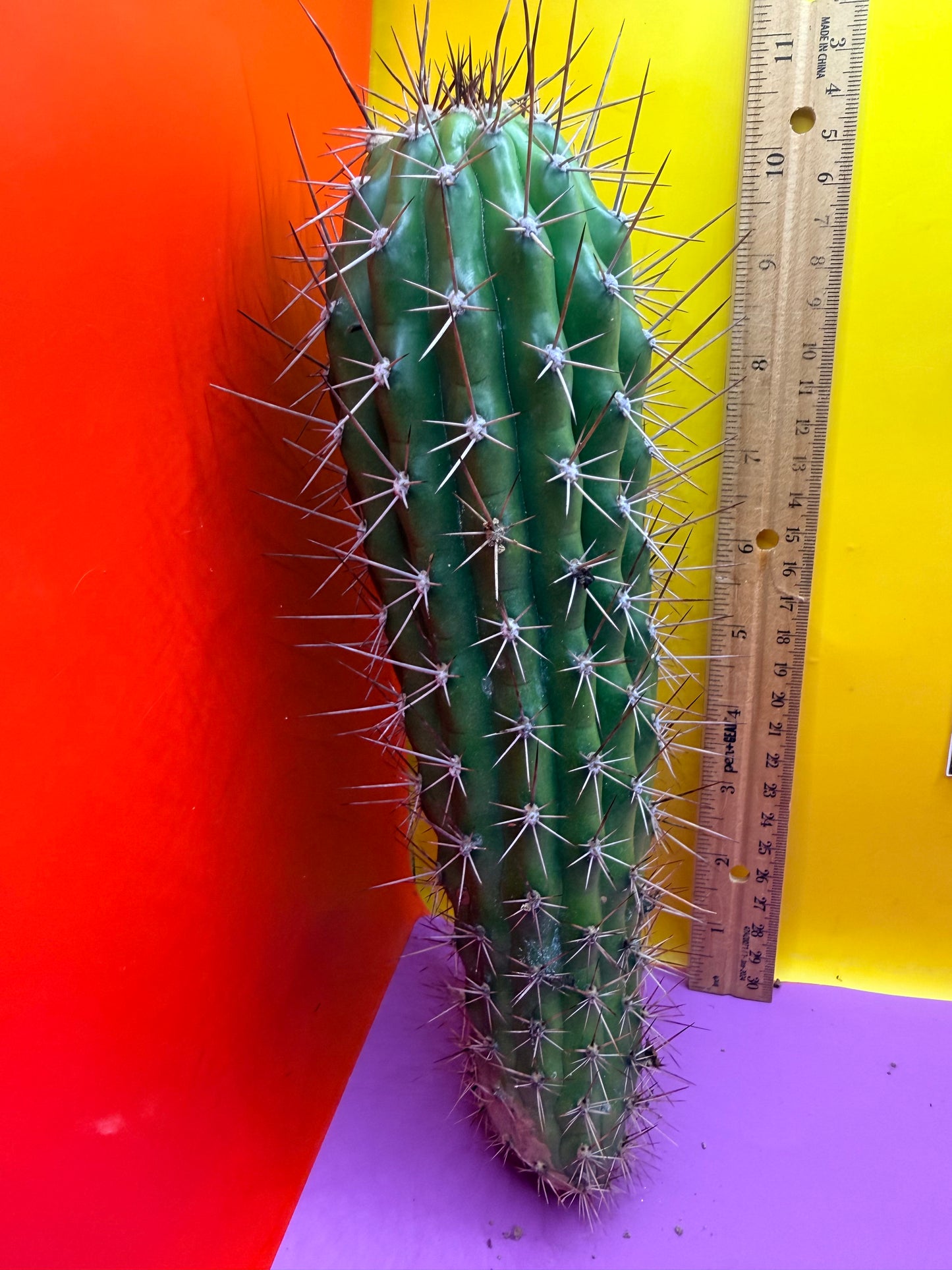 Trichocereus Thelegonus