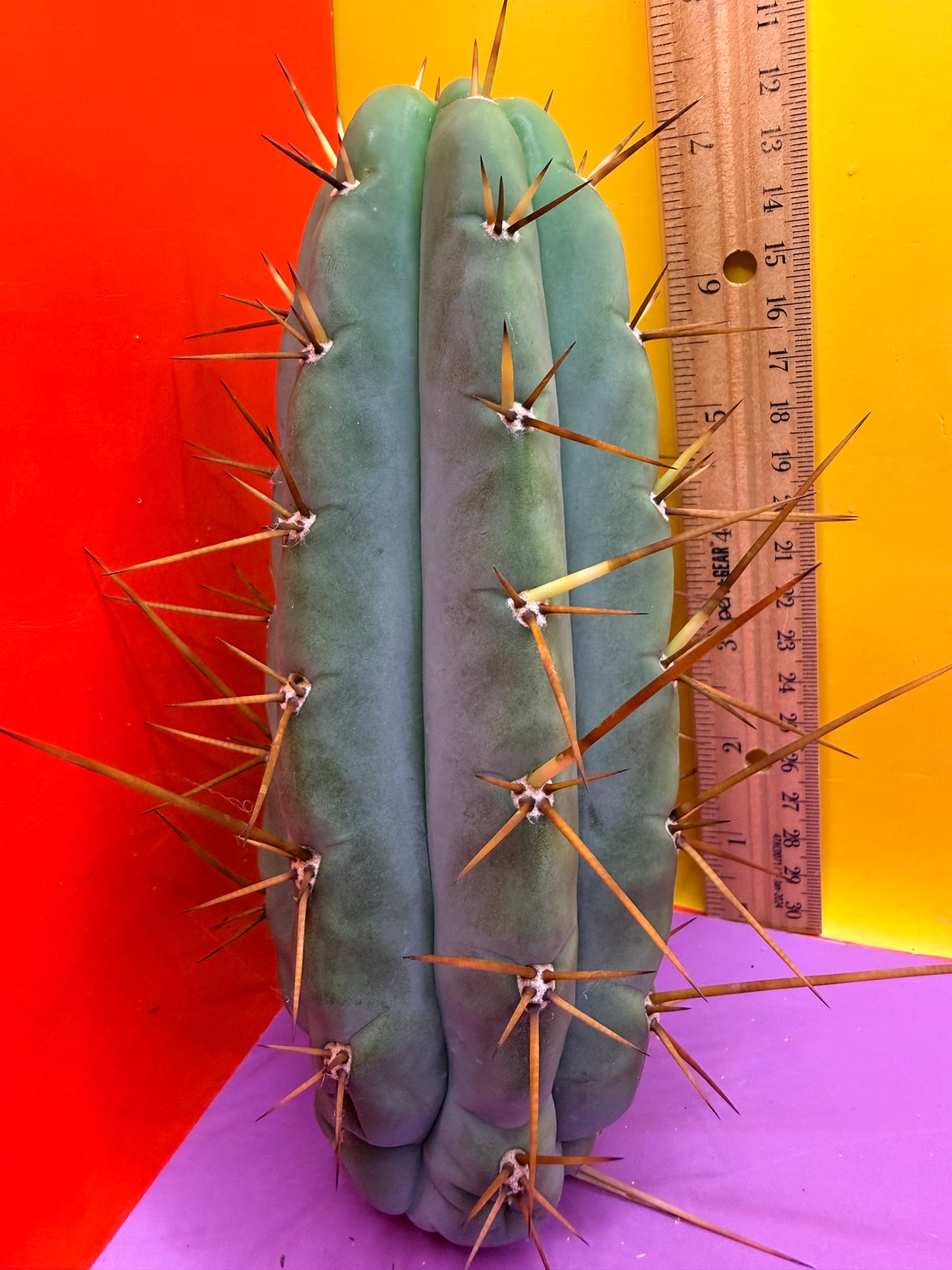 PALA  🌶️🌶️! This exact cactus cutting of trichocereus