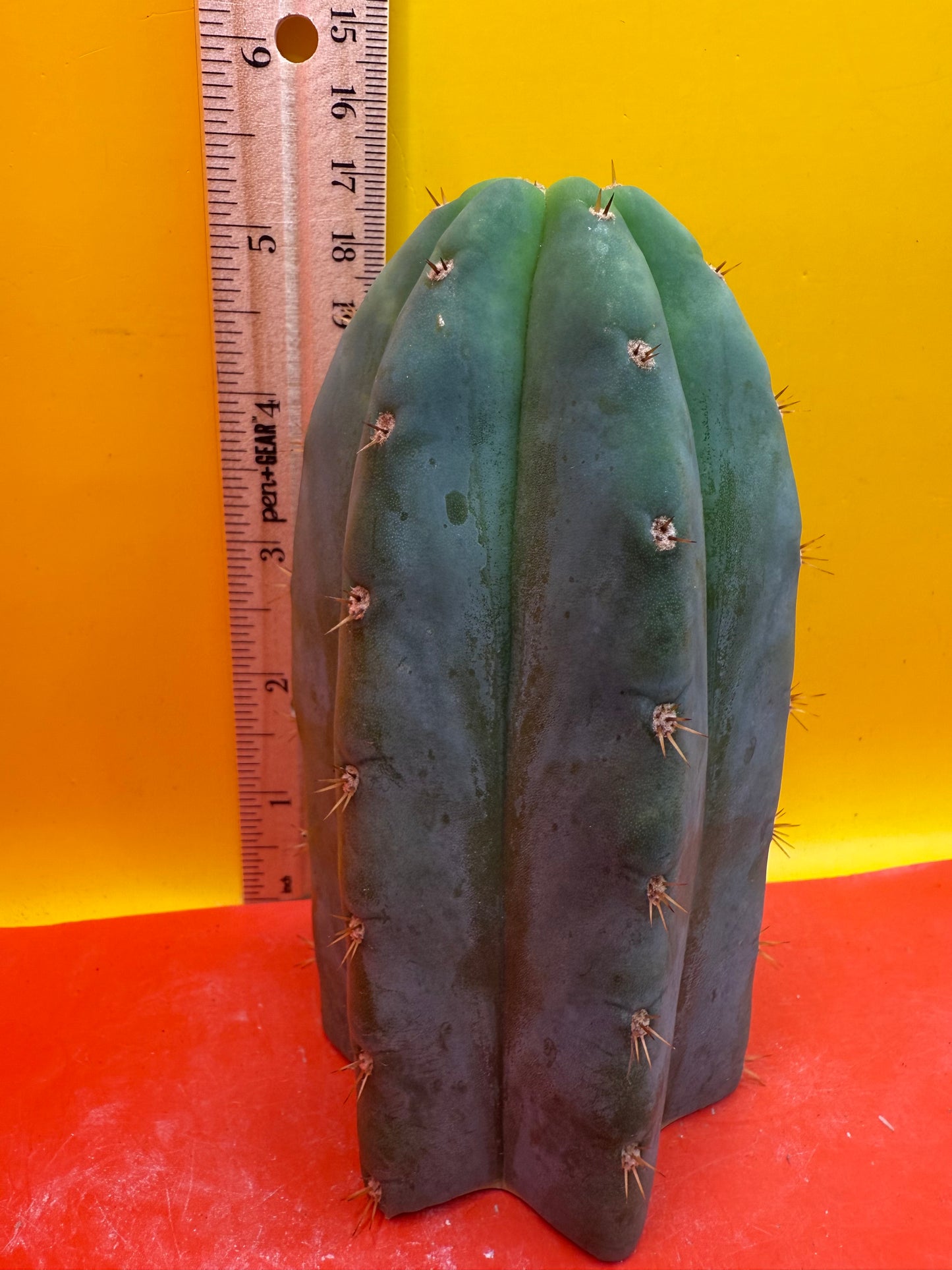 Jacks Juuls JJ  O.P. “Type-A” cactus cutting JJOP