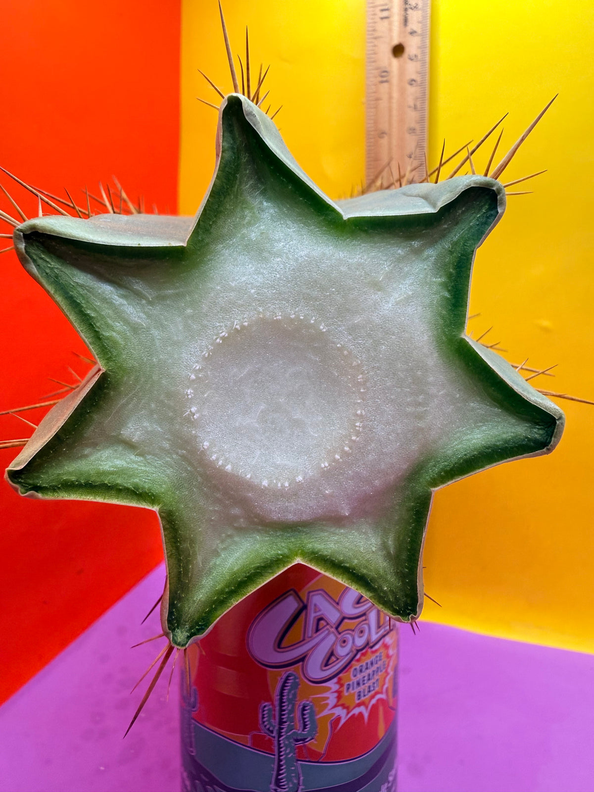 “RC’s T.P. 🧻”  trichocereus peruvianus !!