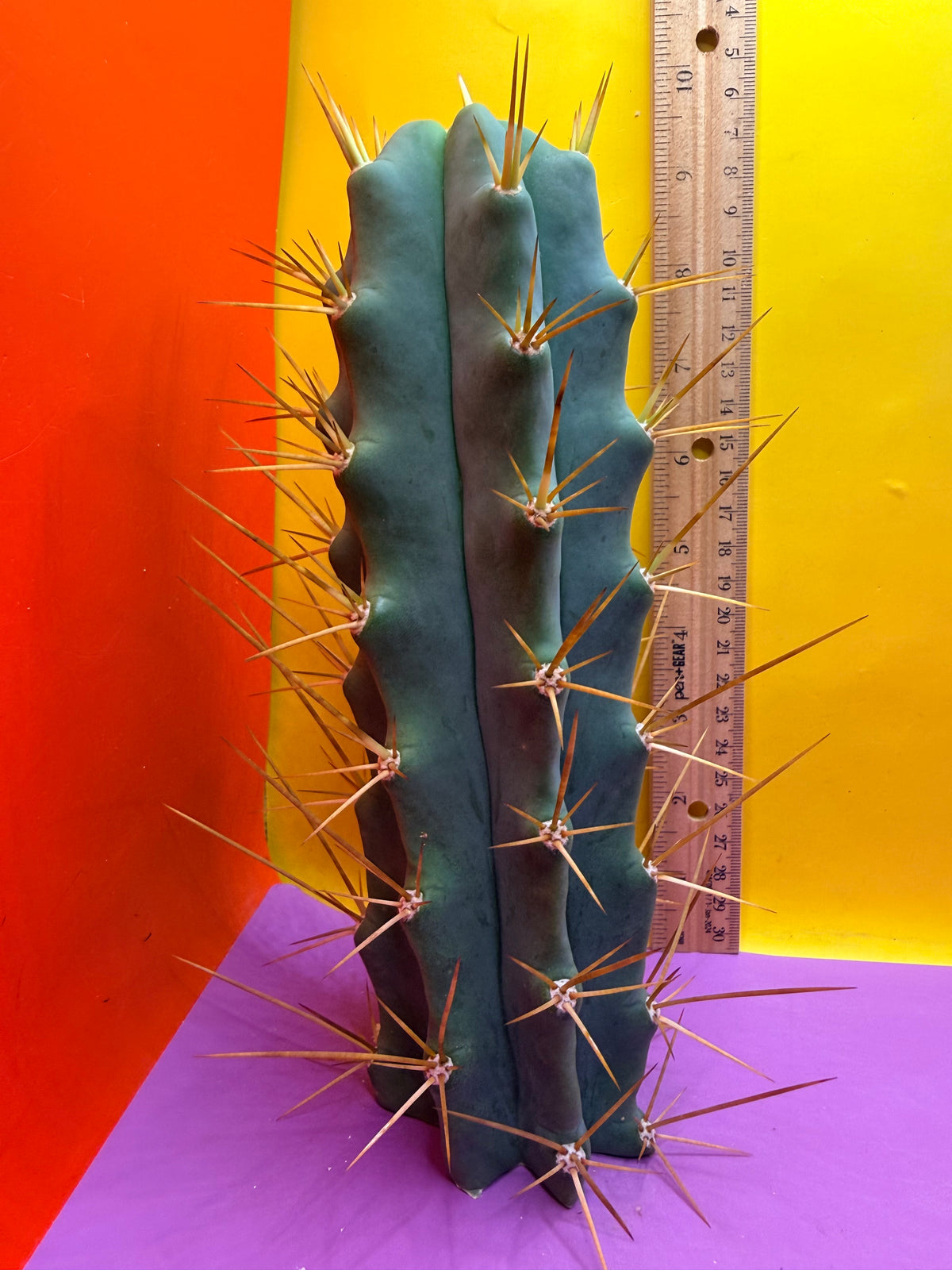 Revert Longform TBM PENISCACTUS !!!