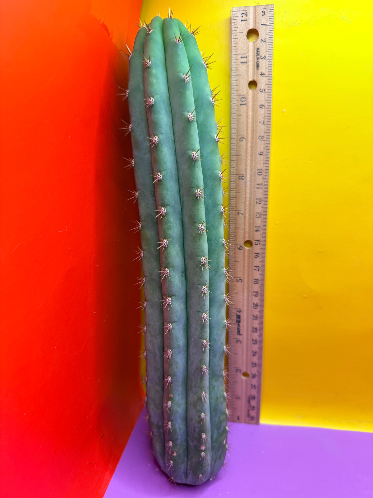 Cool San Pedro Cactus !