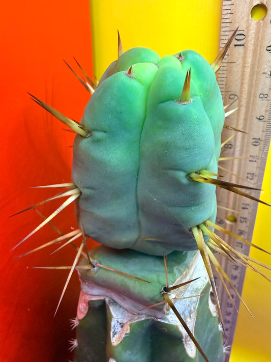 “Jimzz twin spines” 4 winds grafted cactus