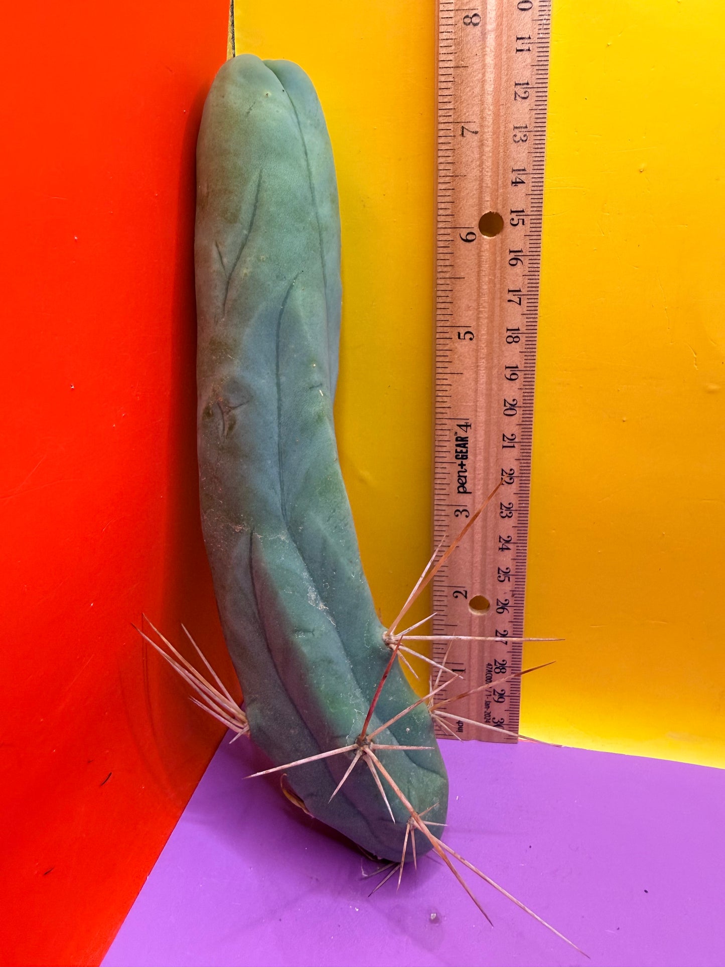 TBM-A LONG FORM CACTUS