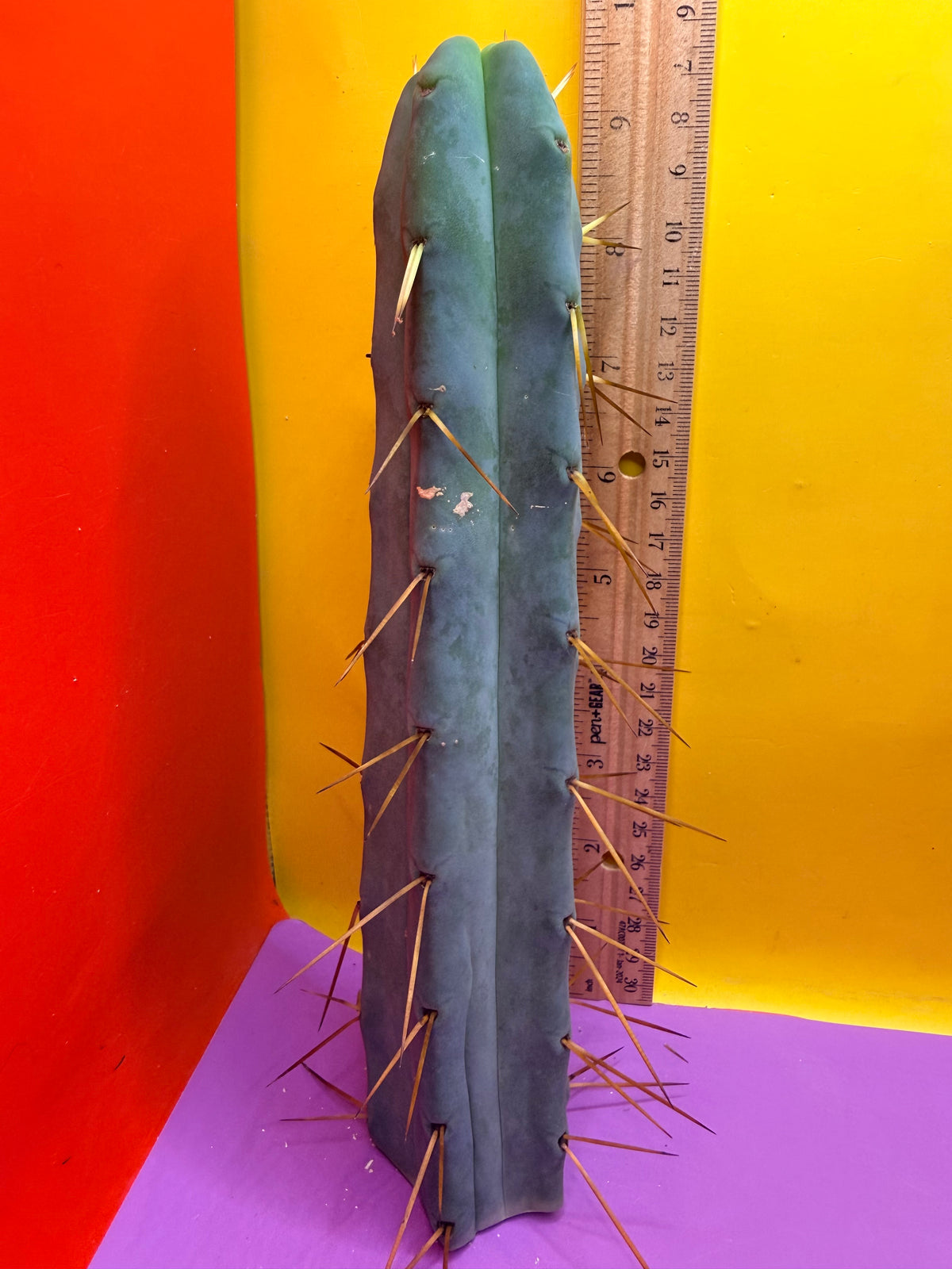 Jiimz Twin Spine !