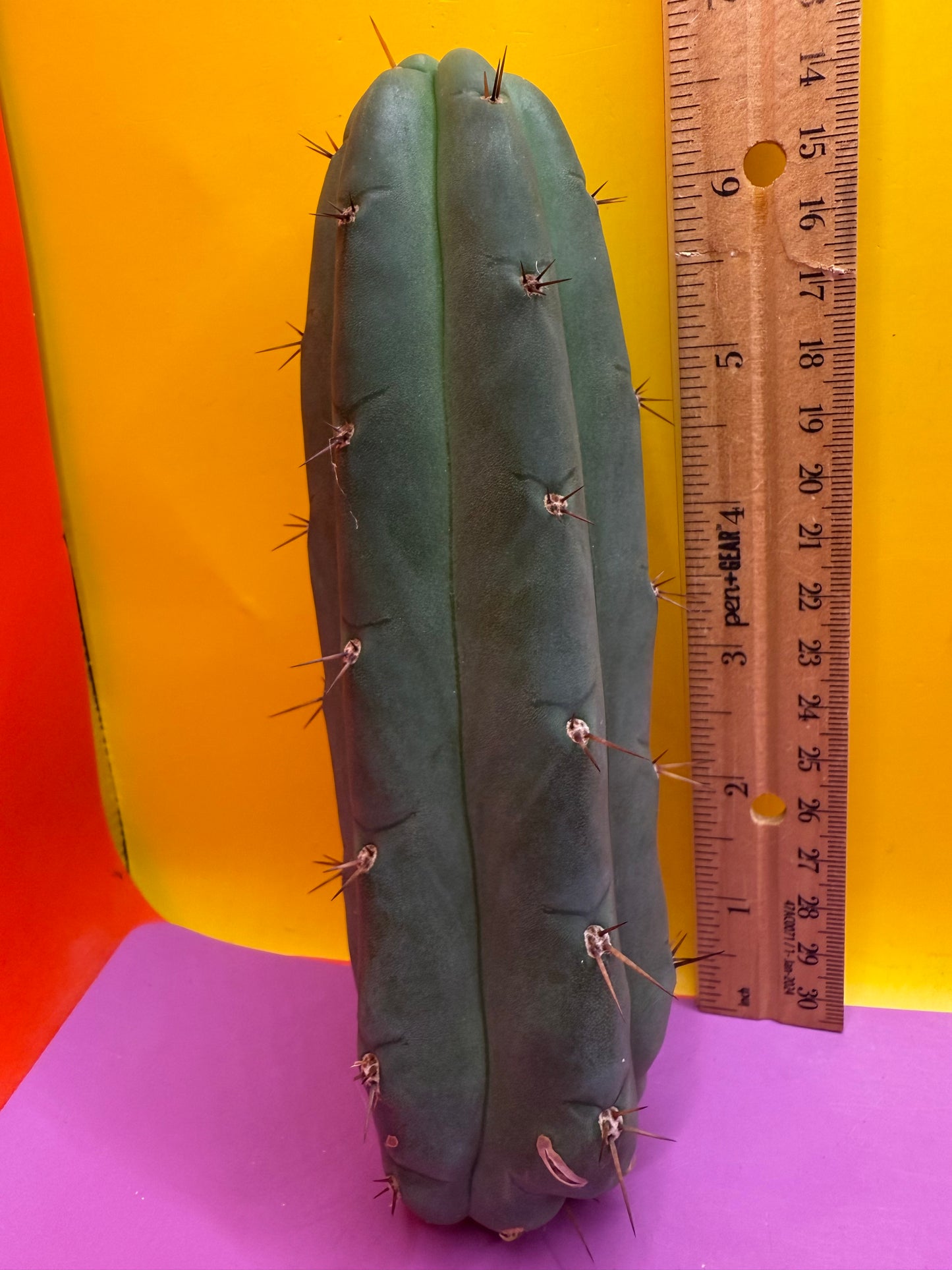 Christmas Sale !! YOWIE x WOWIE cactus !!!!