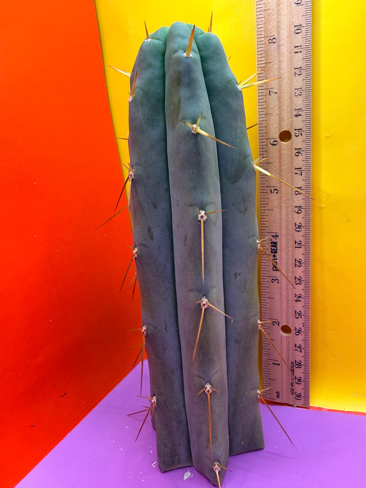 “H1” Trichocereus Bridgesii