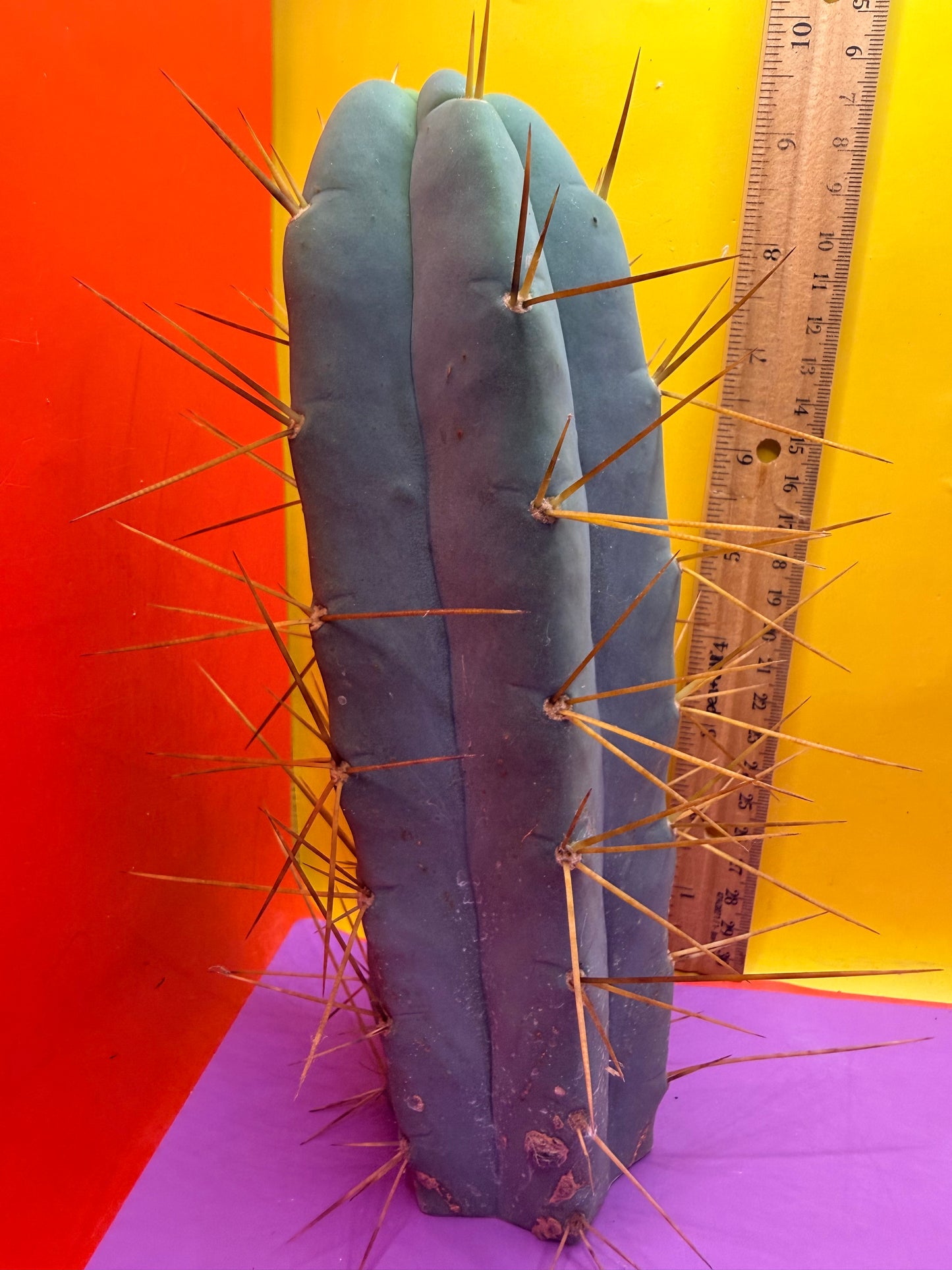 Revert Longform TBM PENISCACTUS !!!