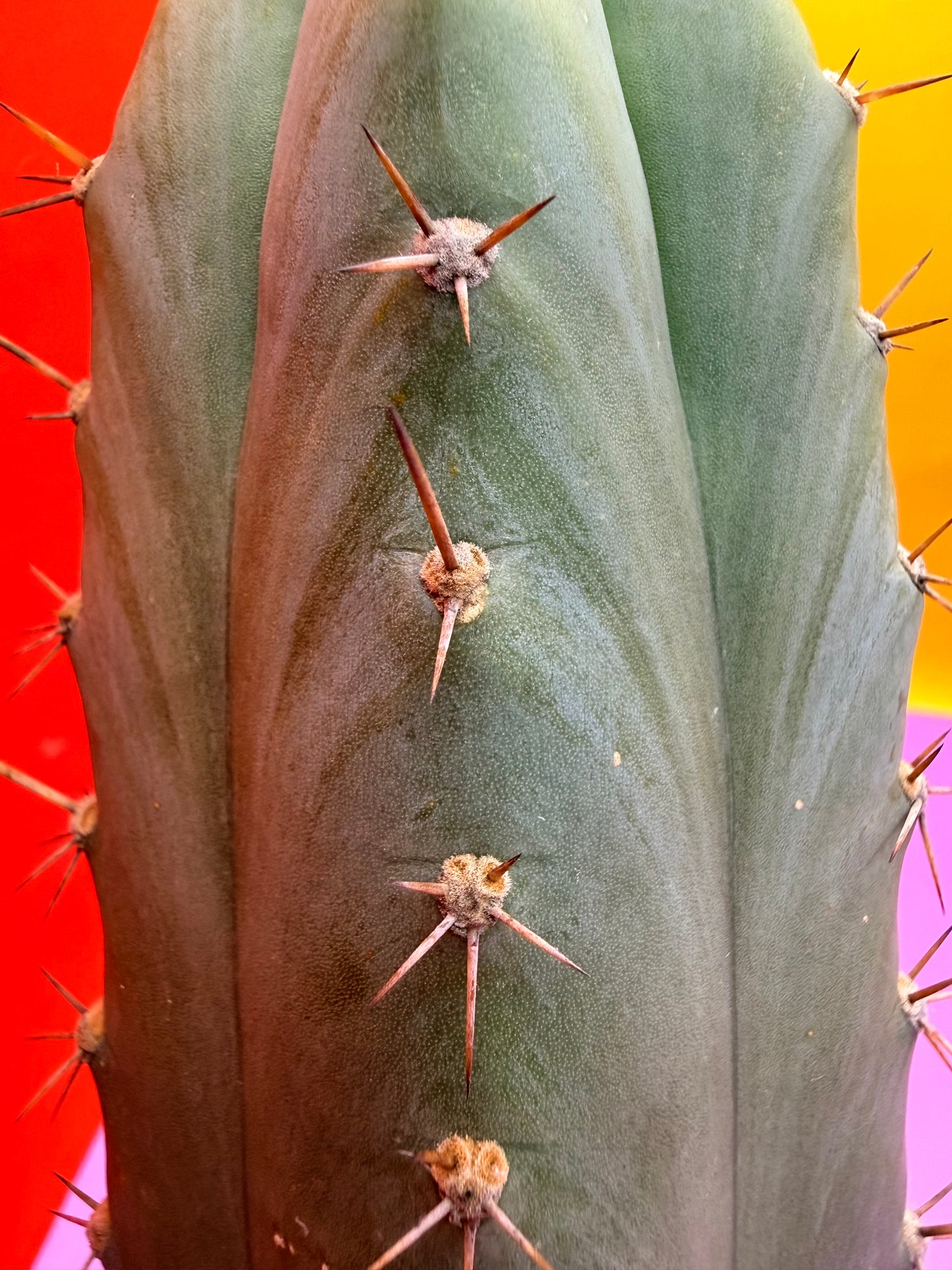 Gorgeous pattern