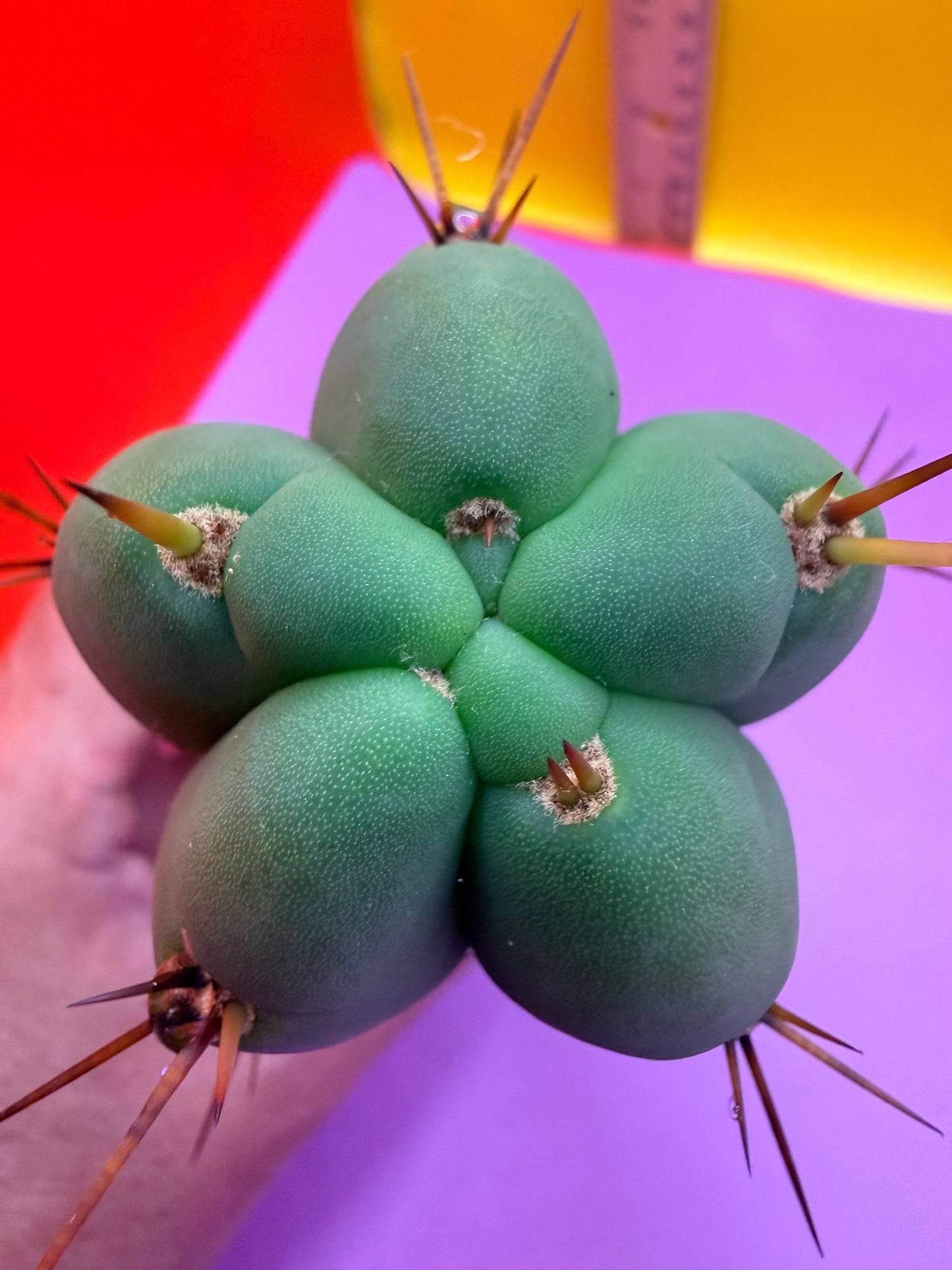 Yowie x Wowie cactus cutting
