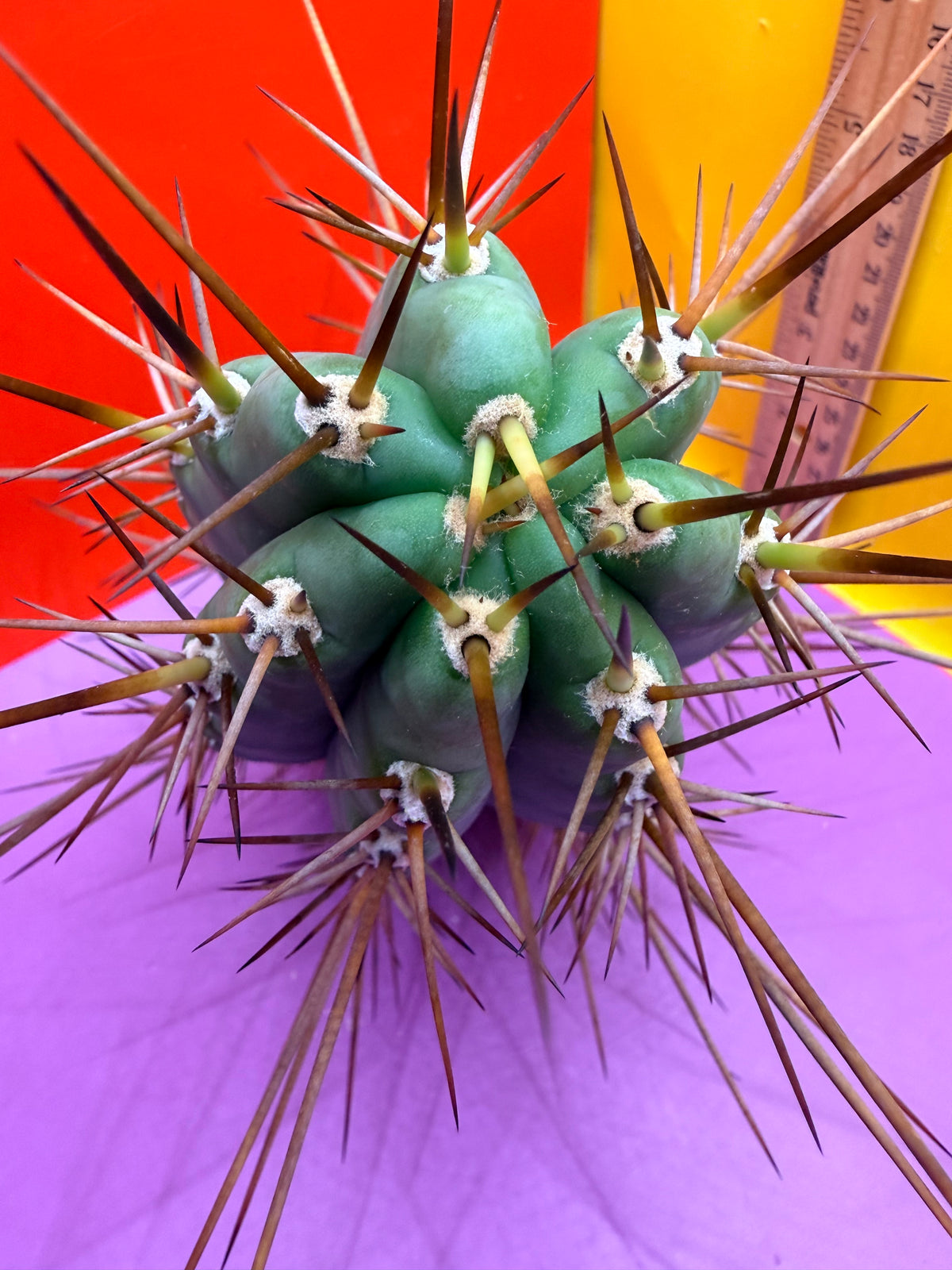 San Pedro Cactus  NOID