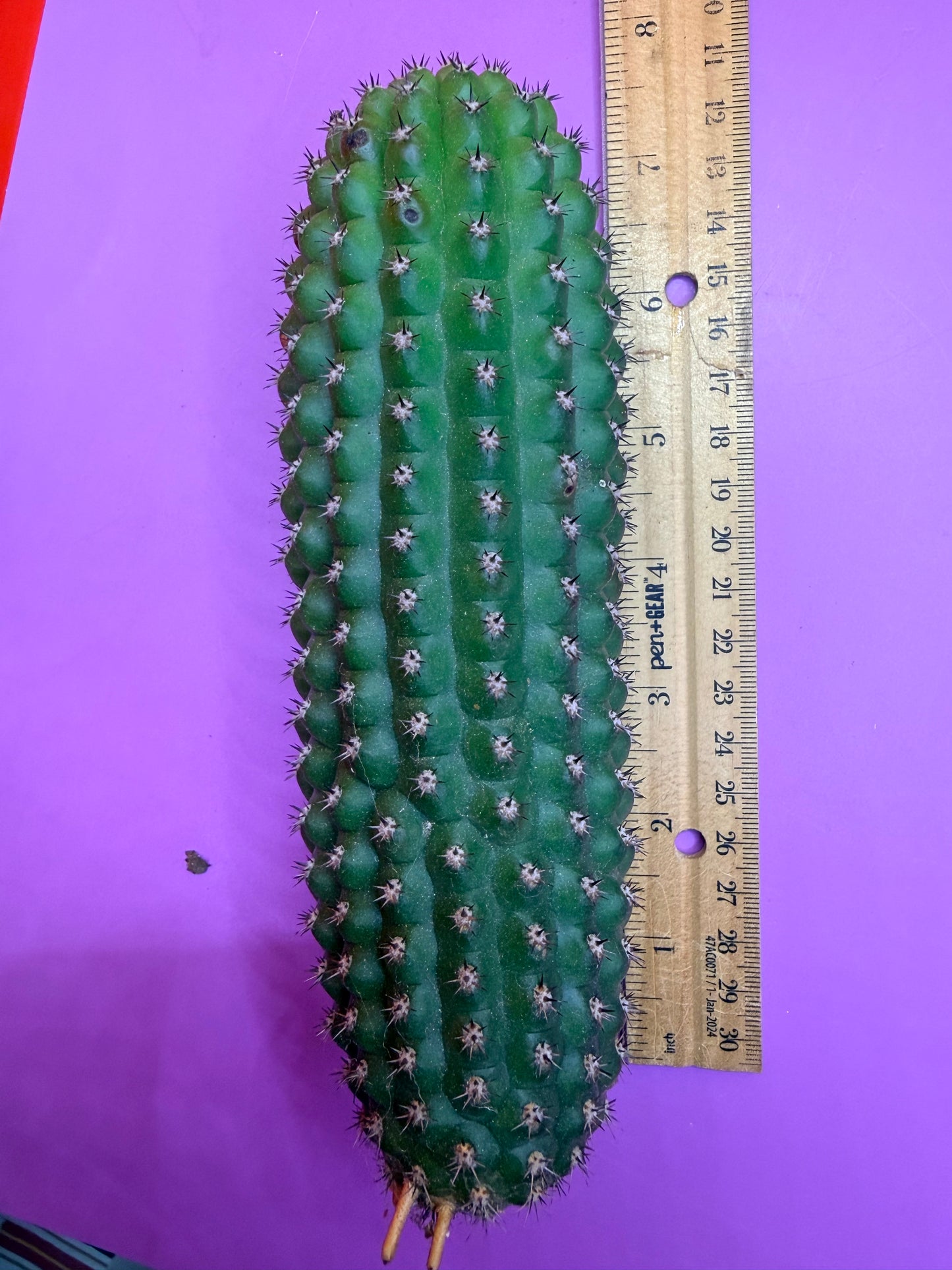 Trichocereus Brevispinulosus