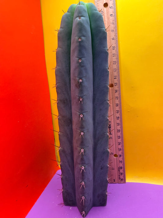 Trichocereus cutting for sale