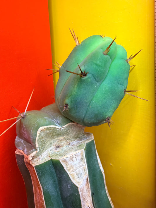Cactus Kate Bridgesii Graft
