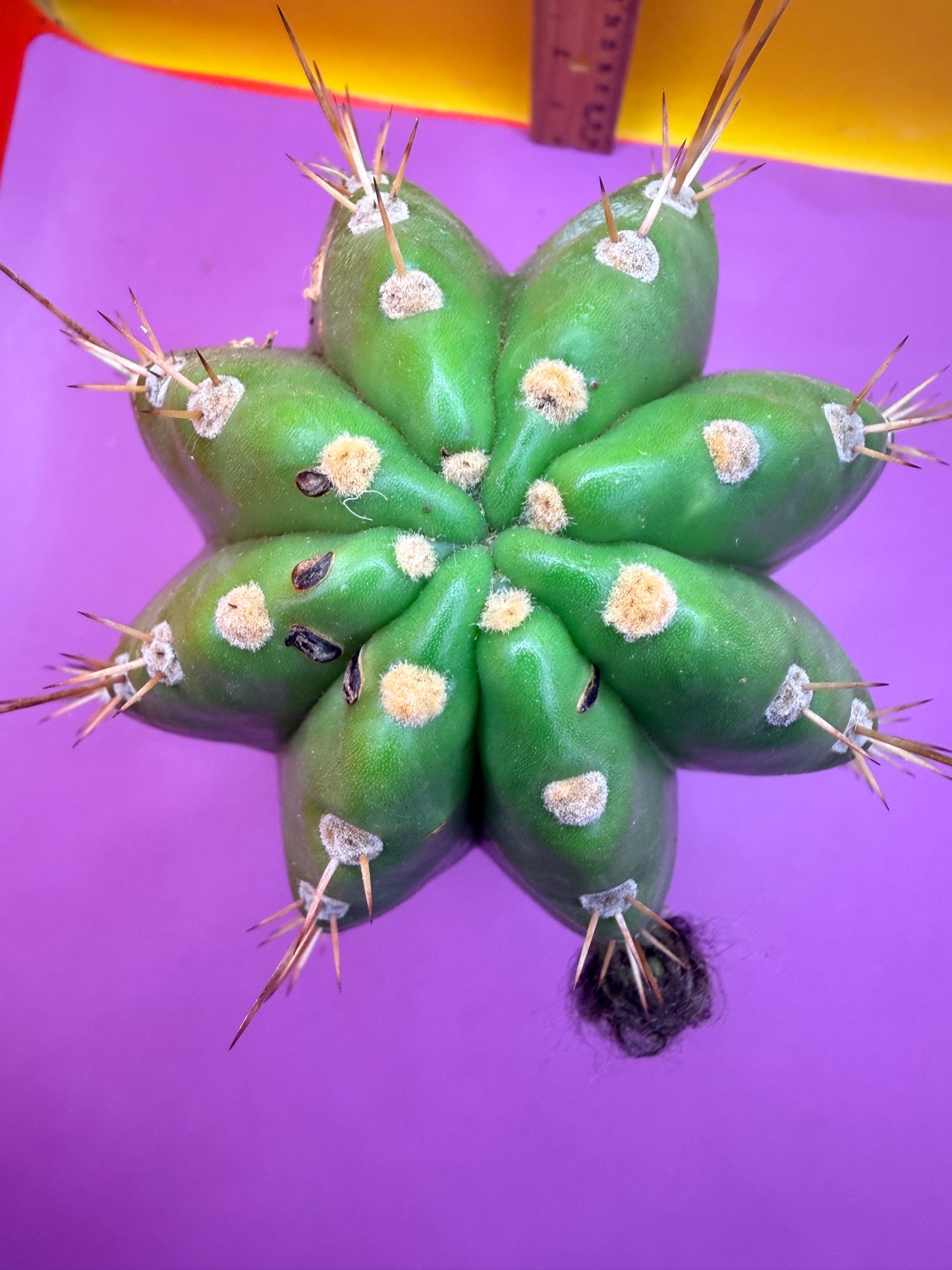 CACTO HEBRIDO with Flower Buds over 4.5” THIC !