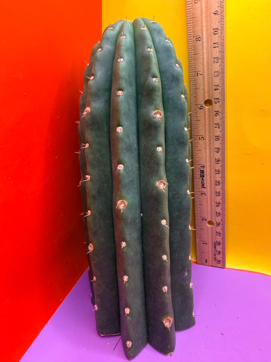 CACTO HEBRIDO over 3” THIC !