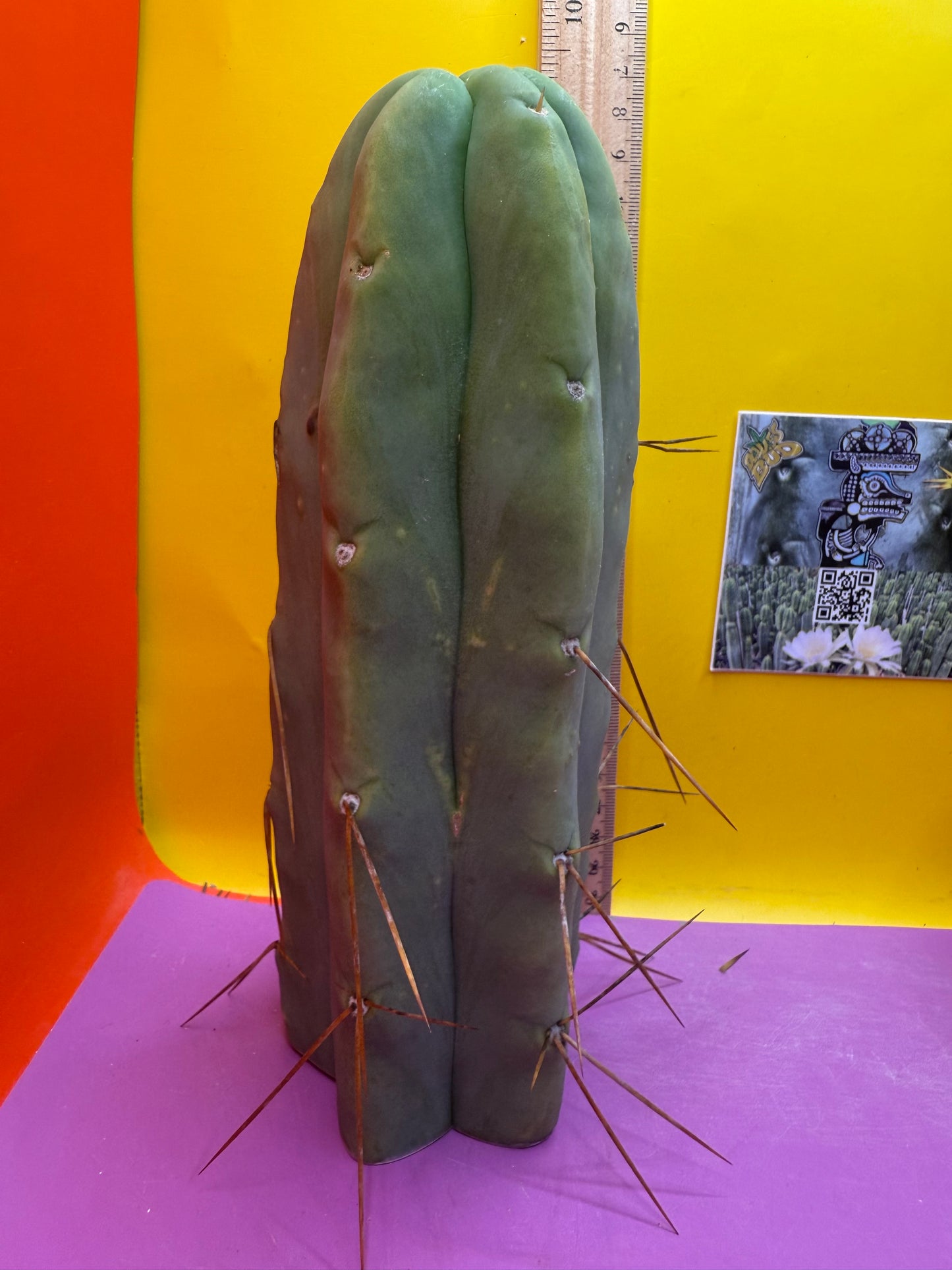 “LMA” bridgesii