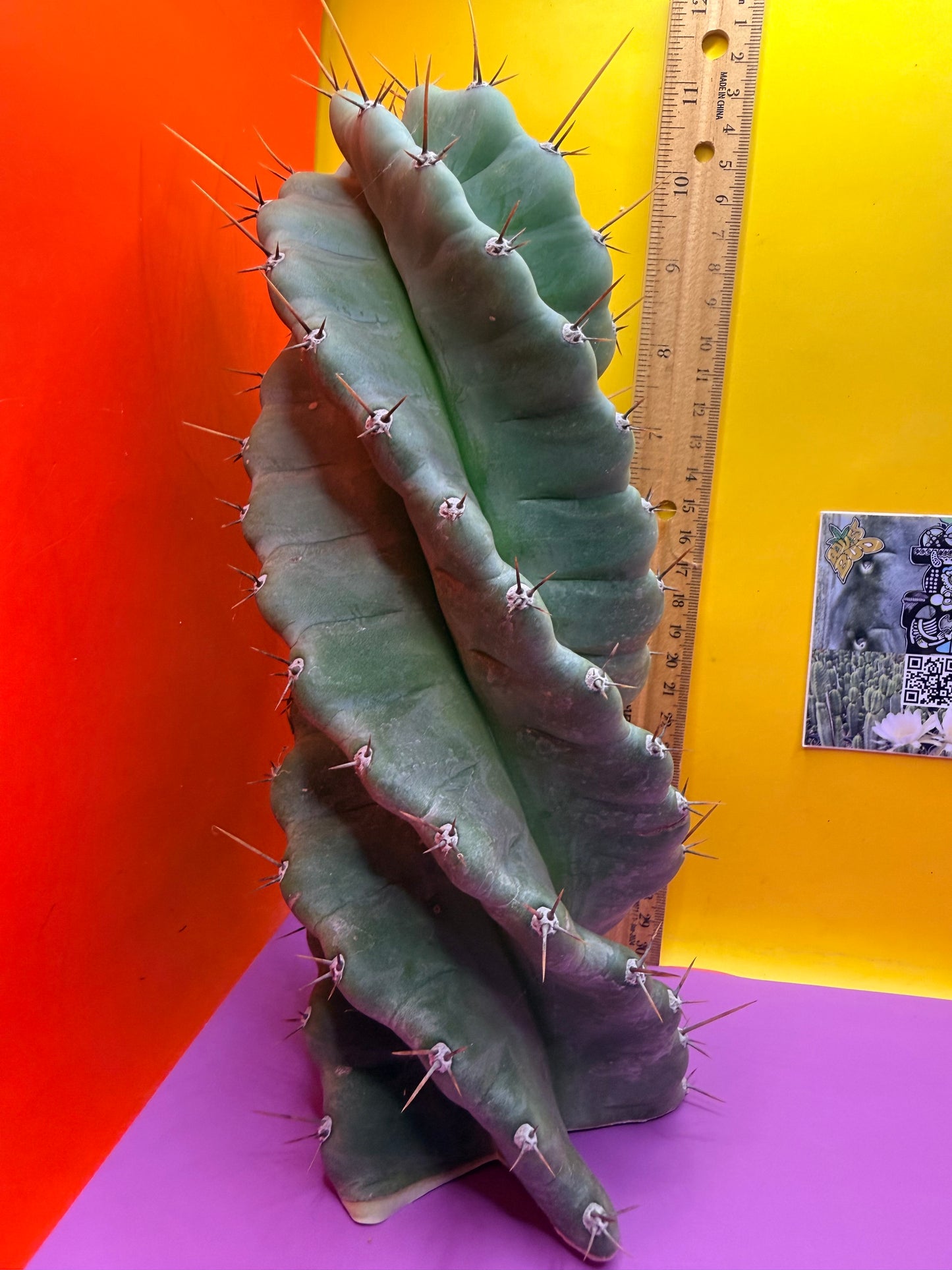 SPIRAL 🌀 CACTUS 🌵!!!
