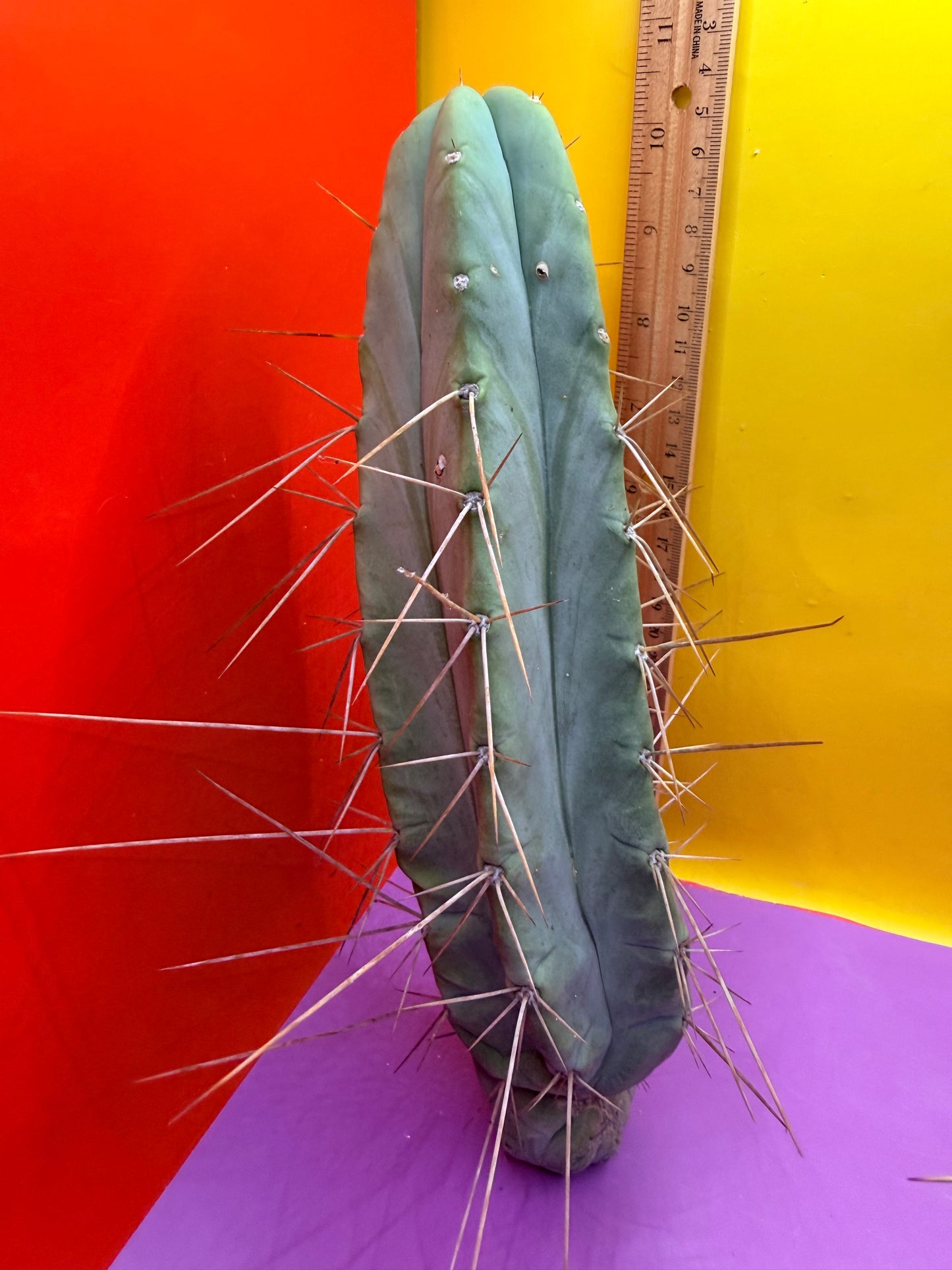 PALA REZ 🌶️!!