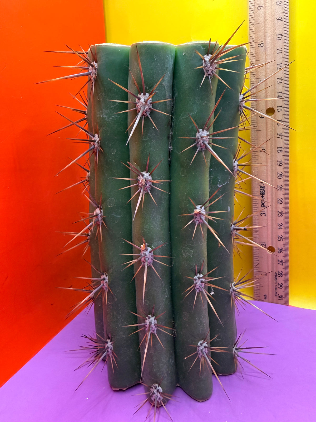 Trichocereus Tacaquirensis 🌶️🌶️