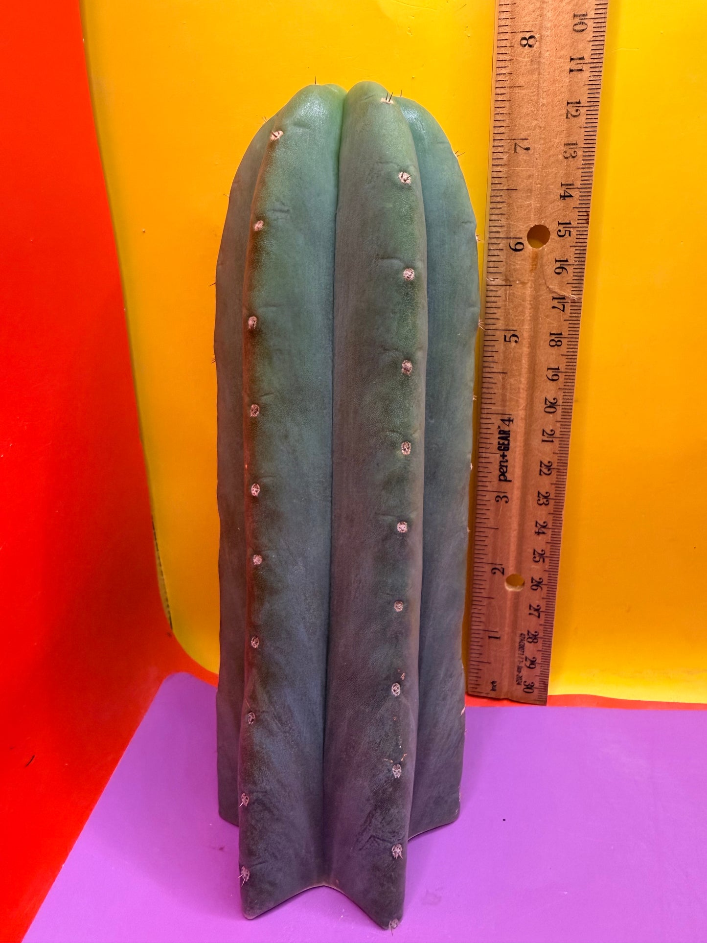 Cahuilla !!