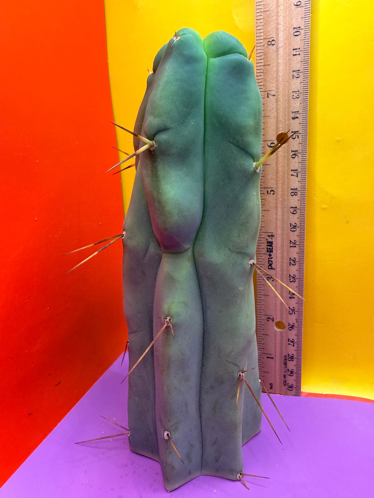 4 Wind Bridgesii “LMA” La Mirada Angelo