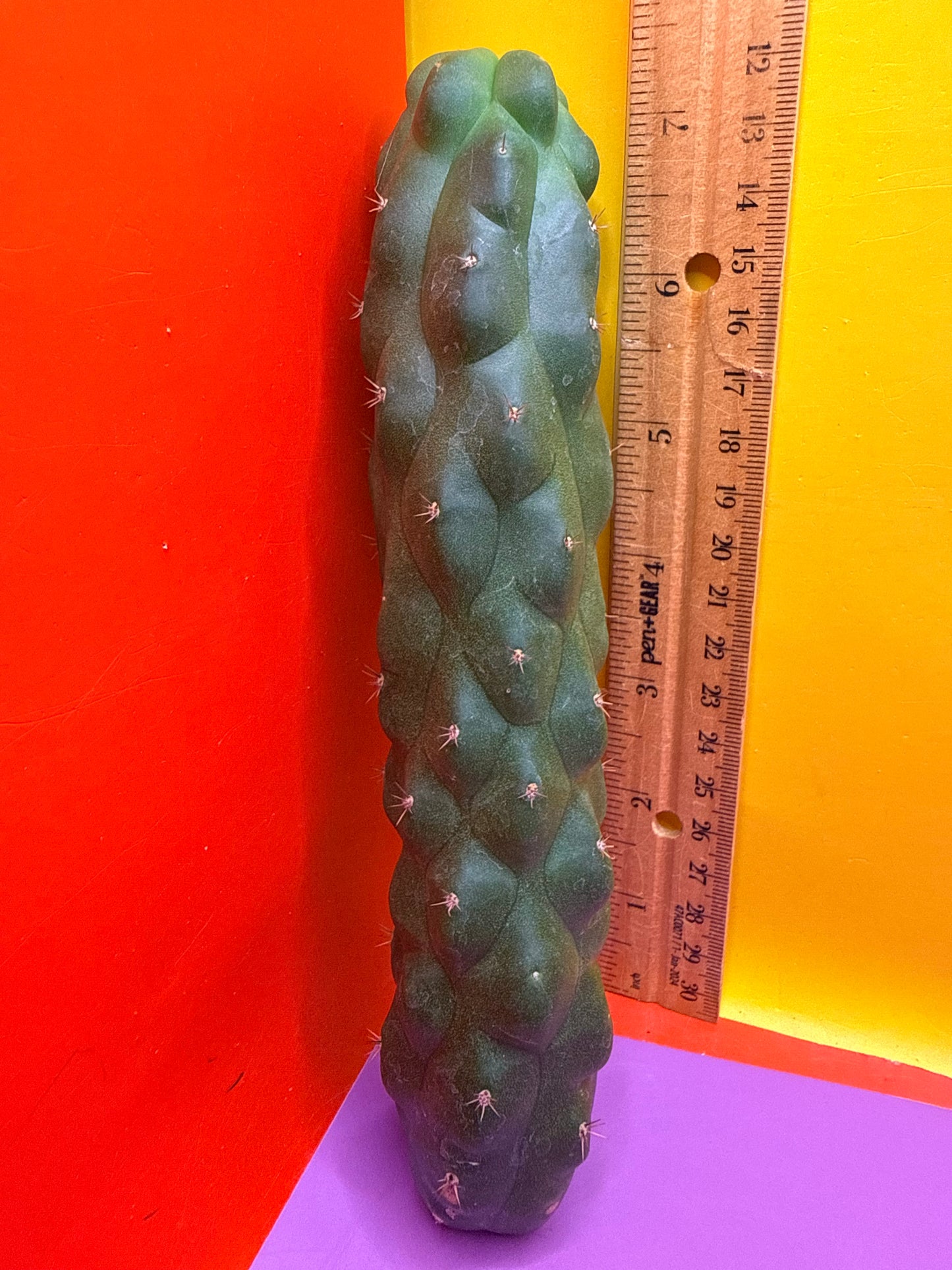 Monstrose San Pedro Cactus! This exact one