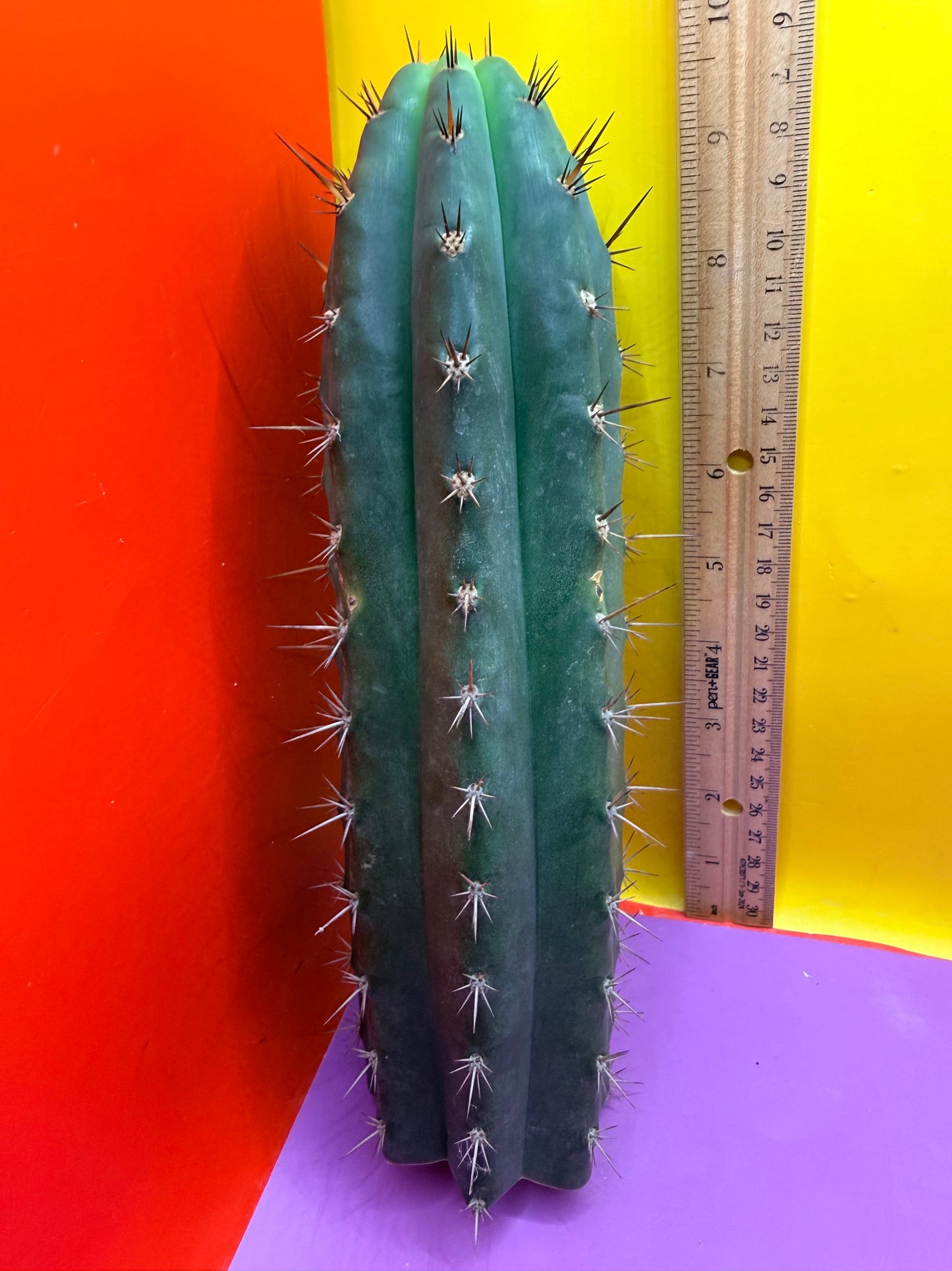 “RC’s T.P. 🧻”  trichocereus peruvianus !!