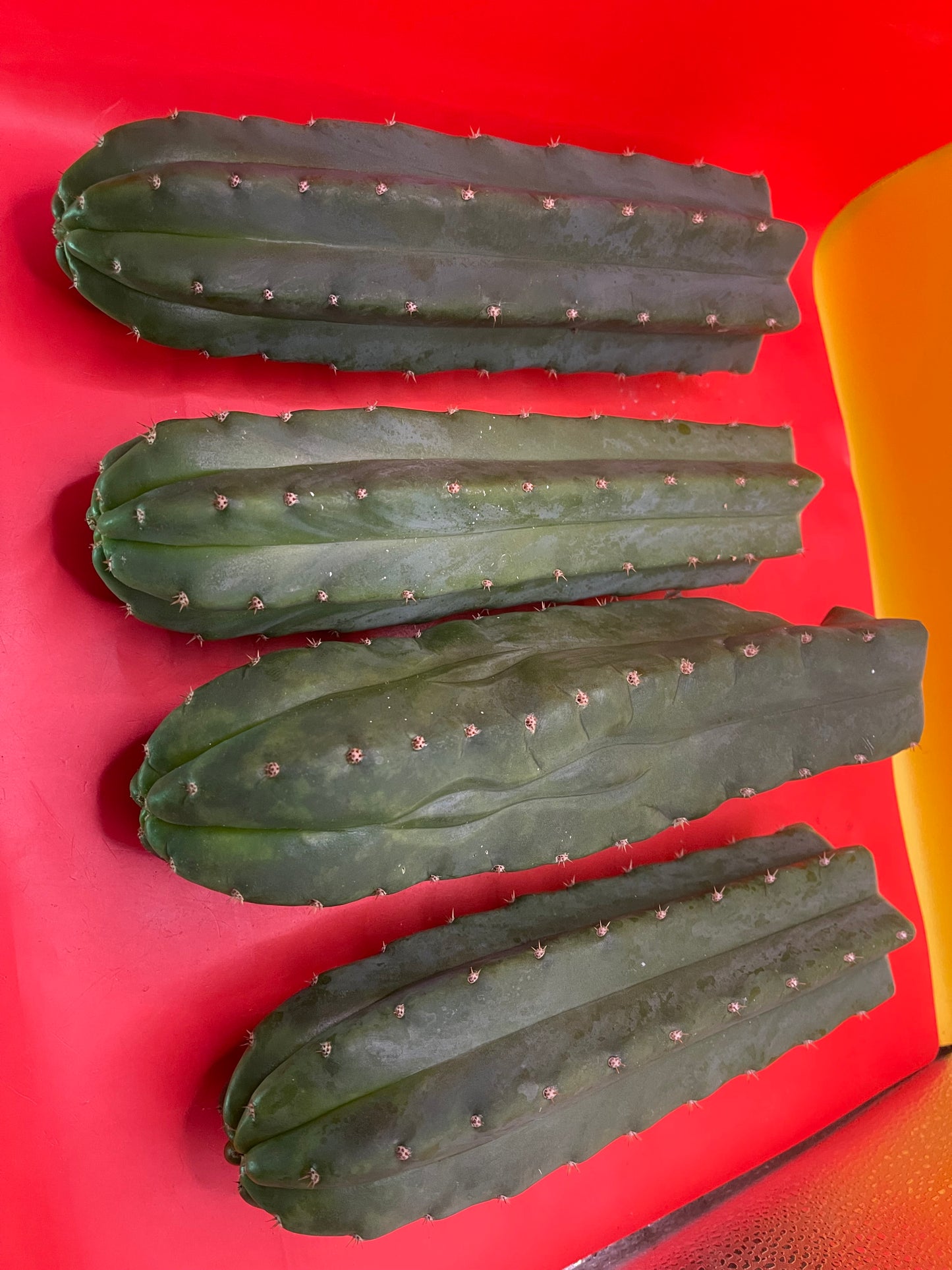 San Pedro Cactus cutting - Medium 8”-10”ready to ship !