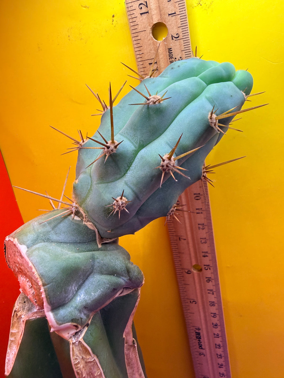 Grafted Bruce’s Dragon