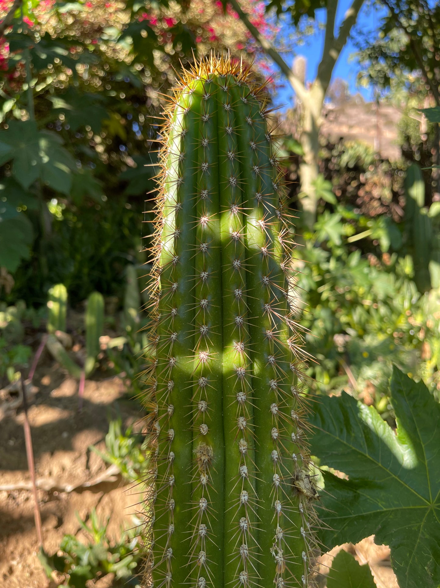 Trichocereus  Spachianus seeds