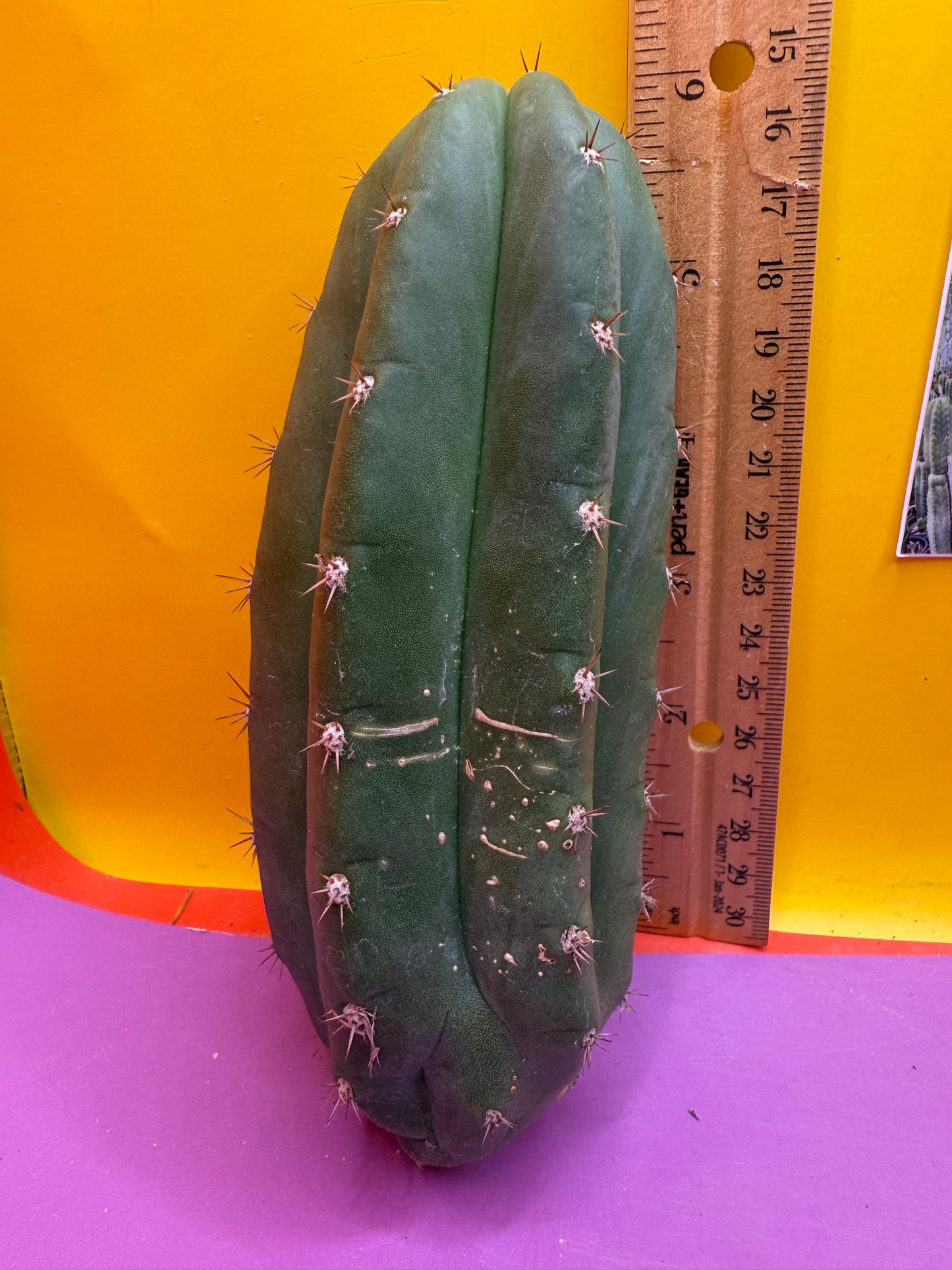 New Years SALE ! 🎆Trichocereus pallarensis x tpm