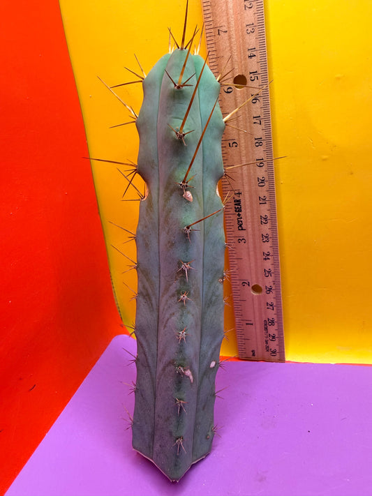 “MINI ME” trichocereus bridgesii - 4 ribs