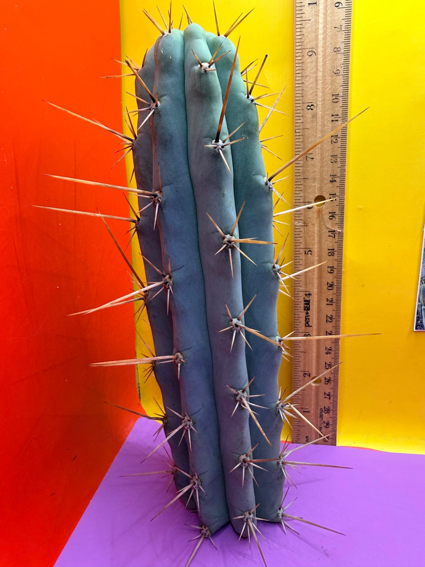 Trichocereus NOID