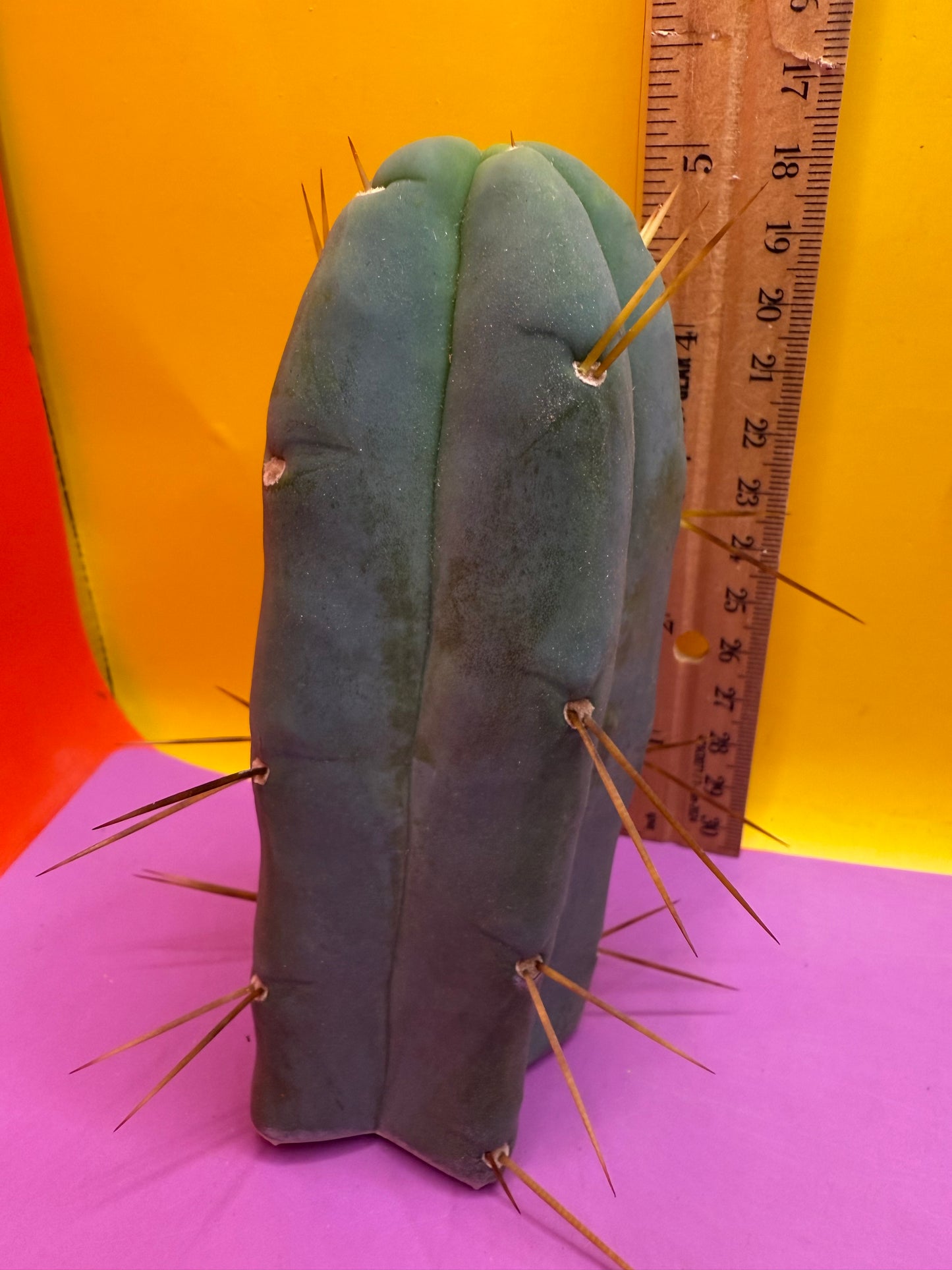 Trichocereus Bridgesii cutting of “DEL DIOS”