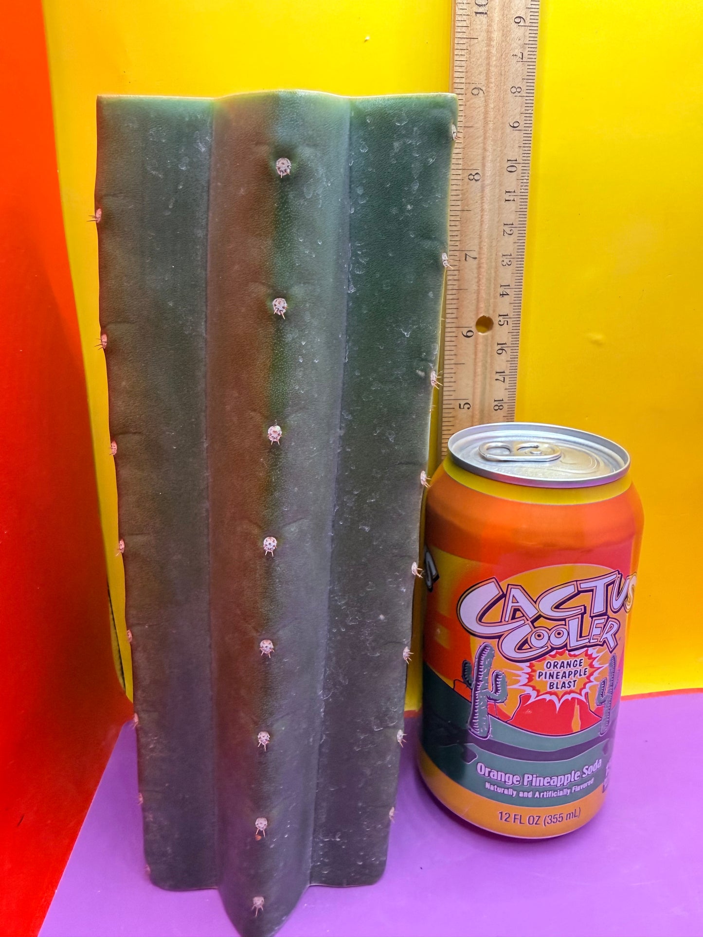 Mature Cahuilla cactus Mid section cutting