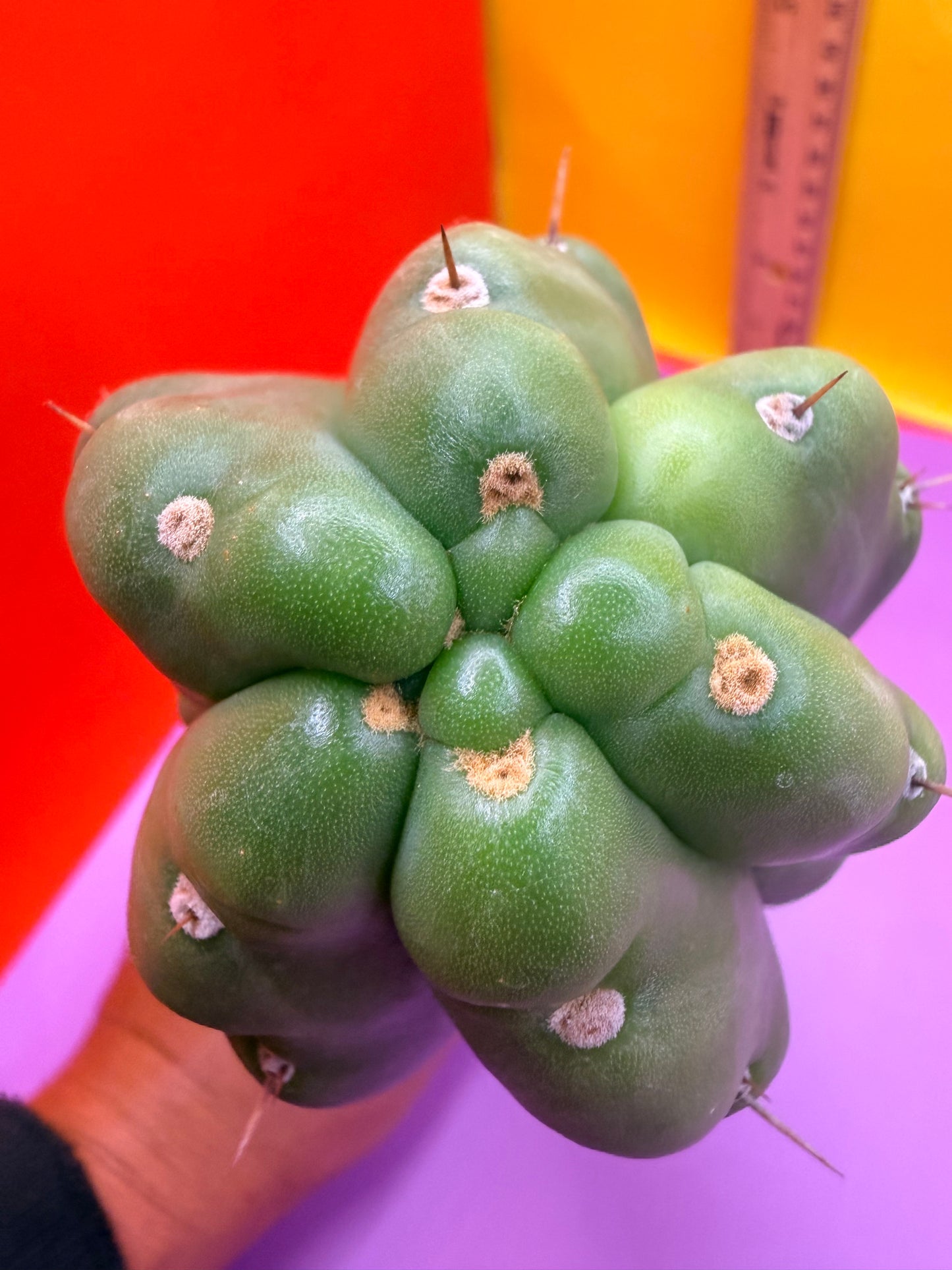 Monstrose San Pedro cactus - TPM !
