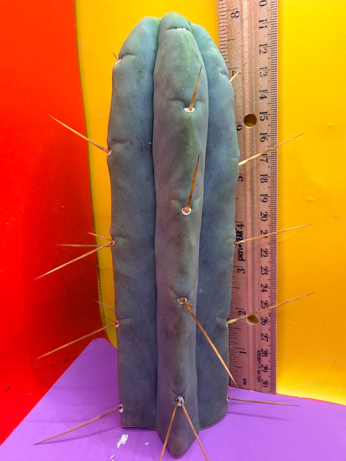 Trichocereus Bridgesii cutting of “DEL DIOS”