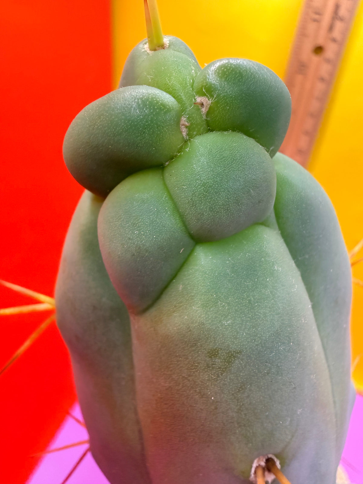 WALTS DRAGON ! 🐉 grafted cactus