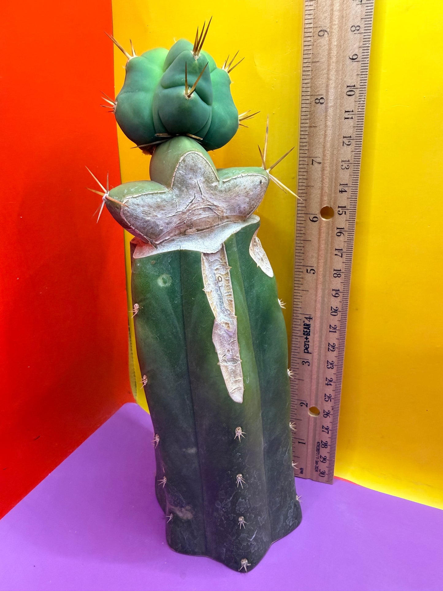 Reverted TBM A Graft